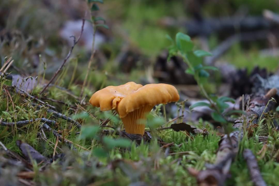 Valokuvaaja: Susanna Hannula