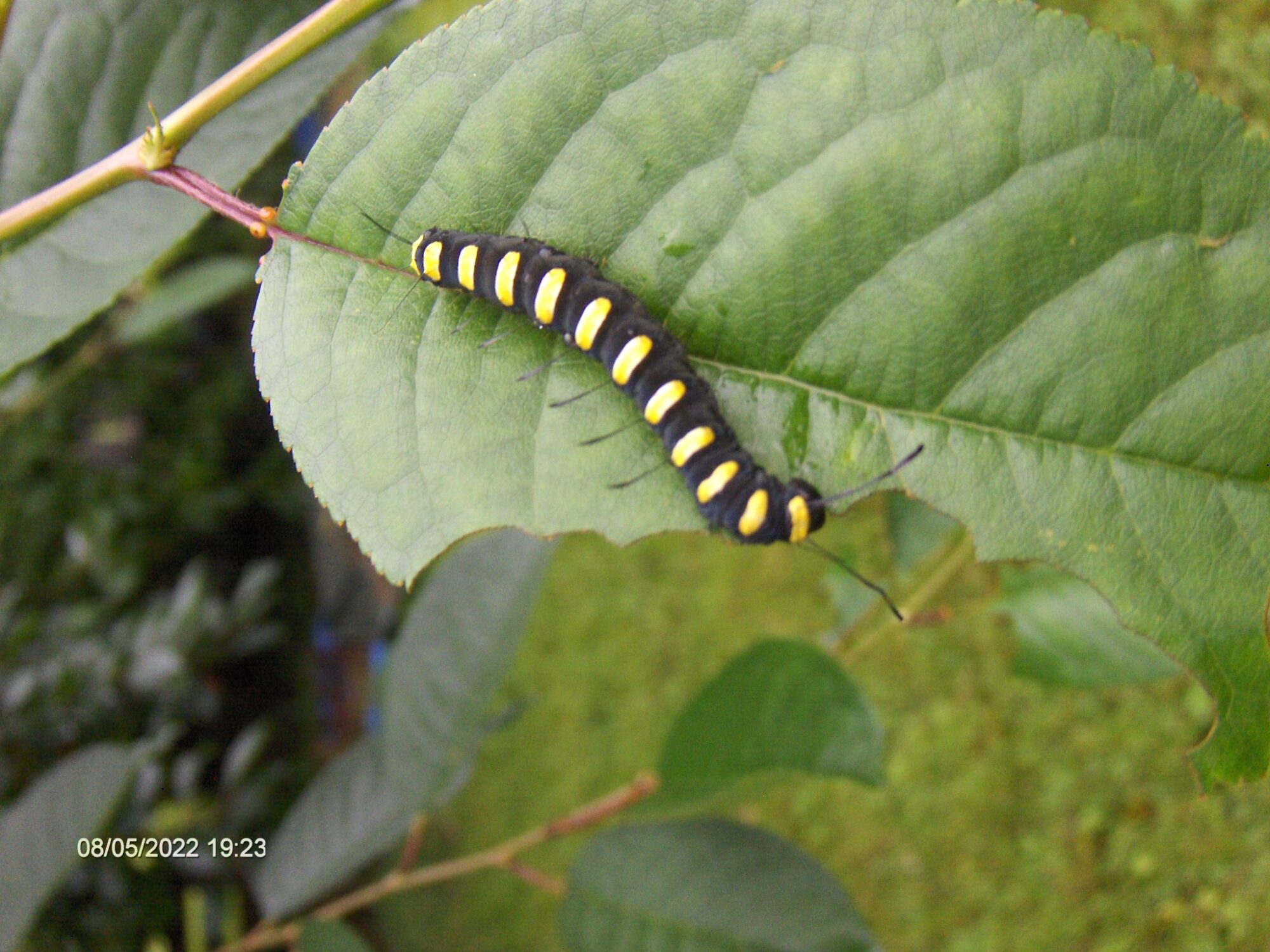 Valokuvaaja: Ari Kivimäki