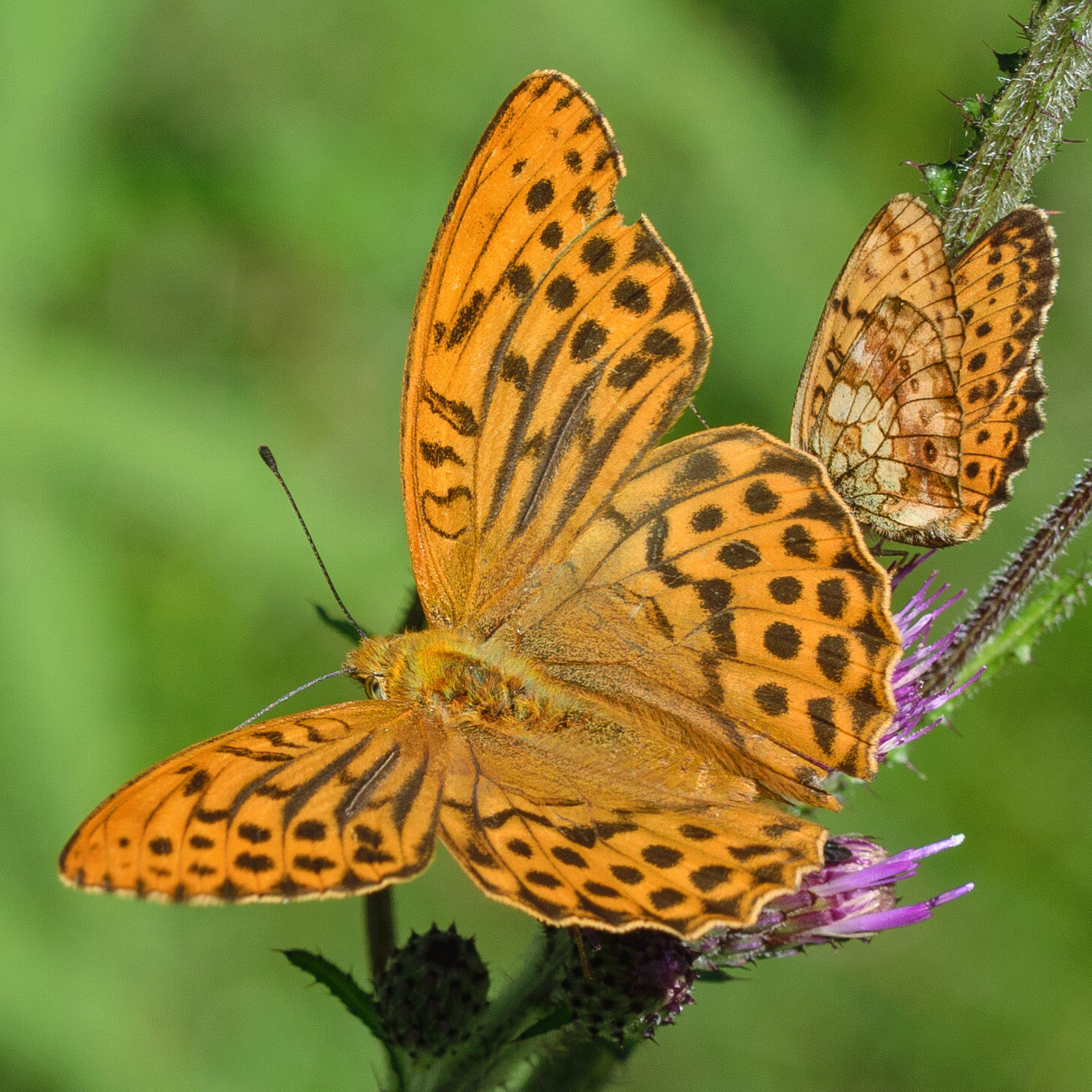Valokuvaaja: Päivi Kiiskinen-Mustonen