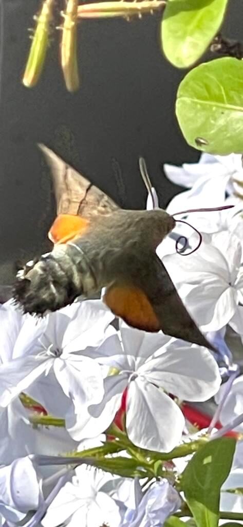 Valokuvaaja: Niina ja Arto Peltoniemi