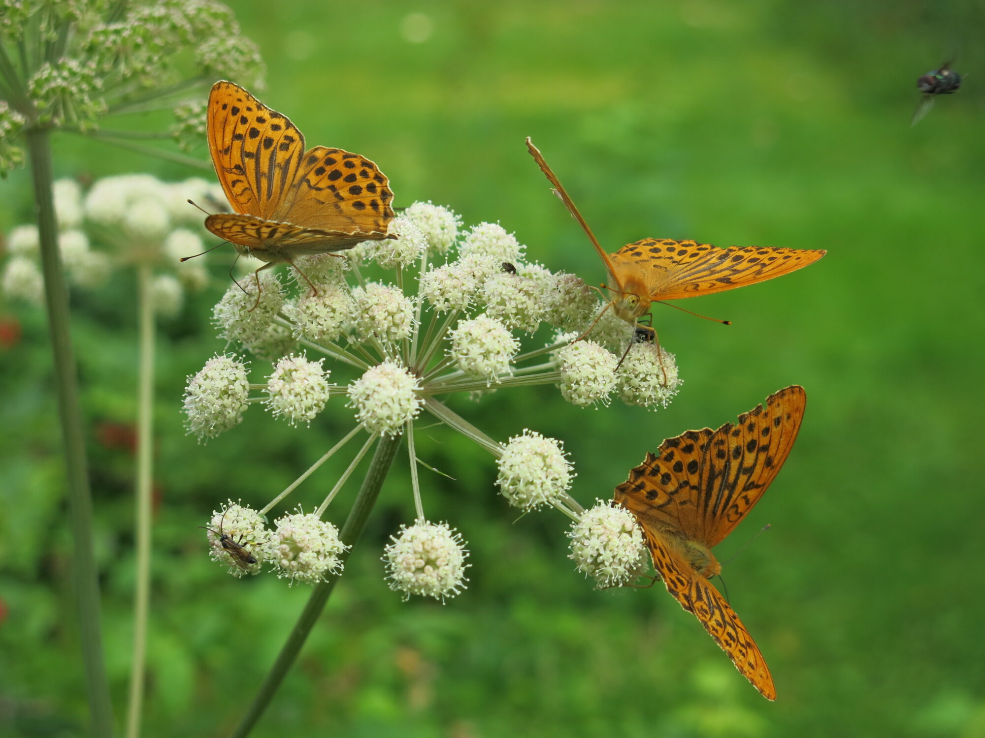 Valokuvaaja: Antti Saarelainen
