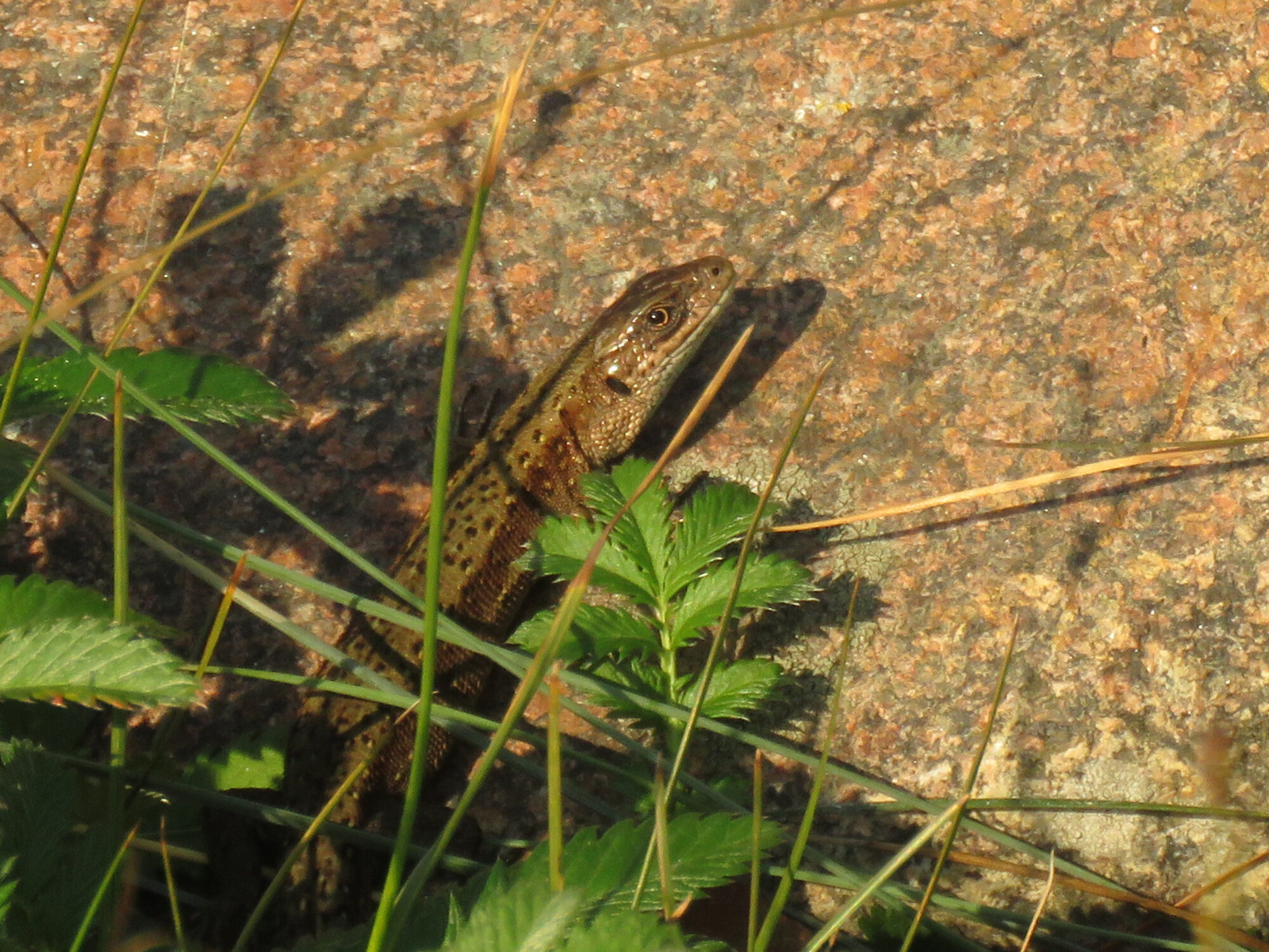 Valokuvaaja: Liisa Johansson