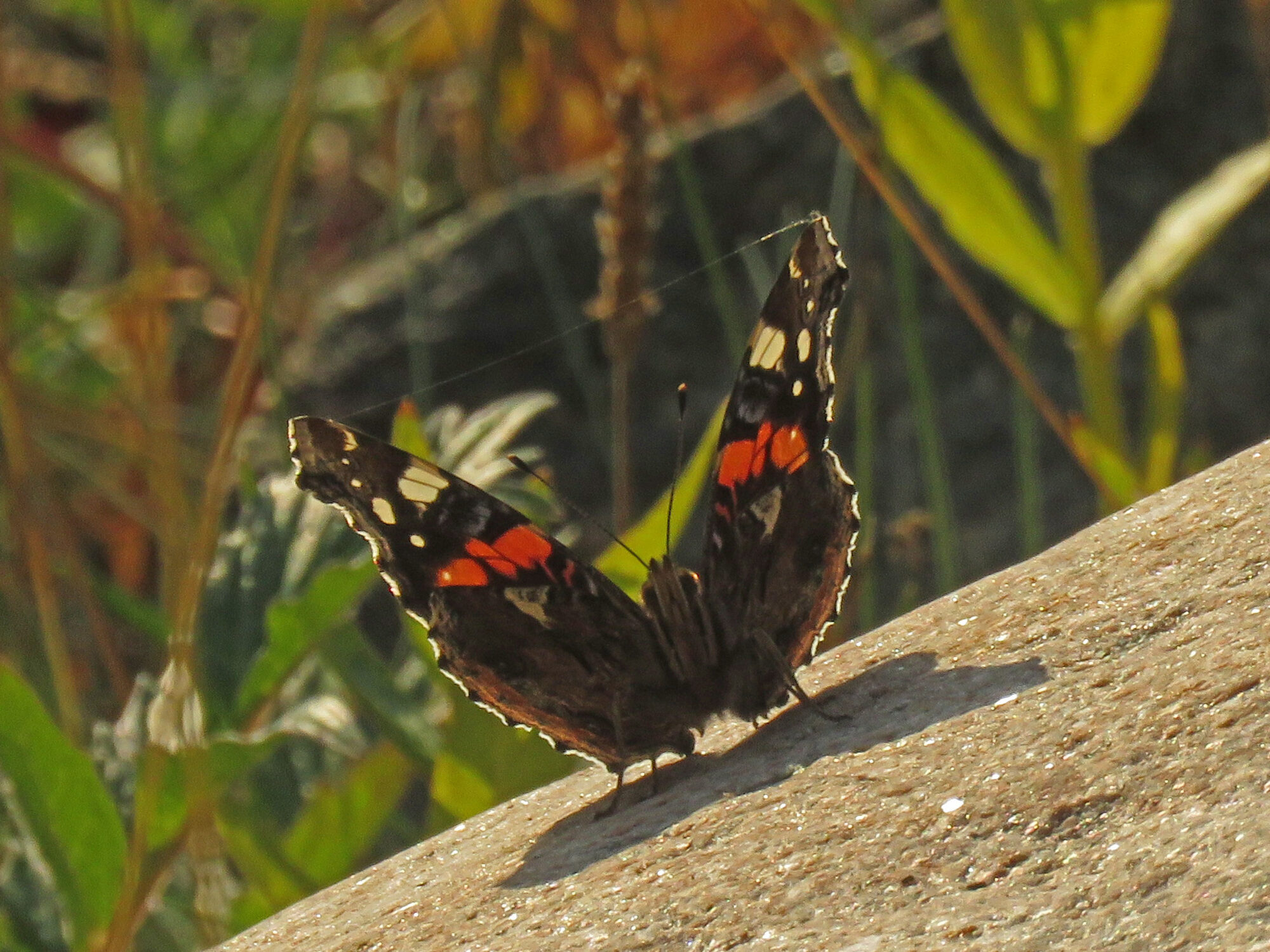 Valokuvaaja: Liisa Johansson