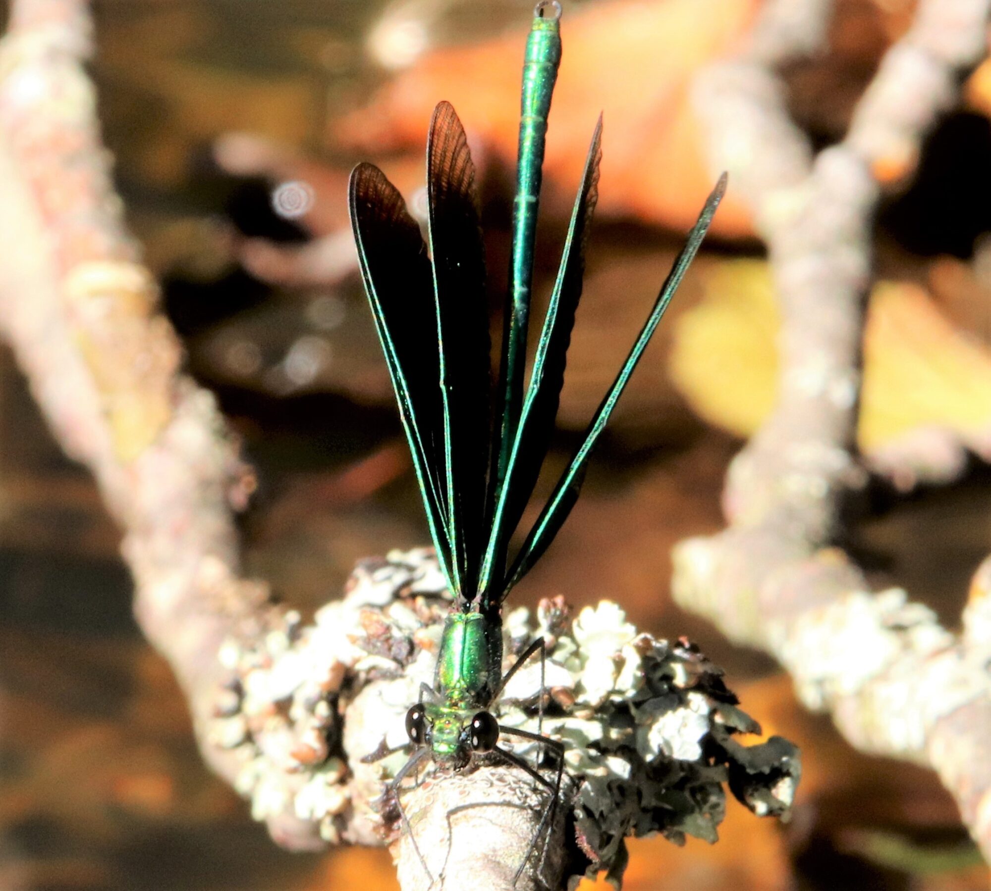 Valokuvaaja: Irja Lehtinen