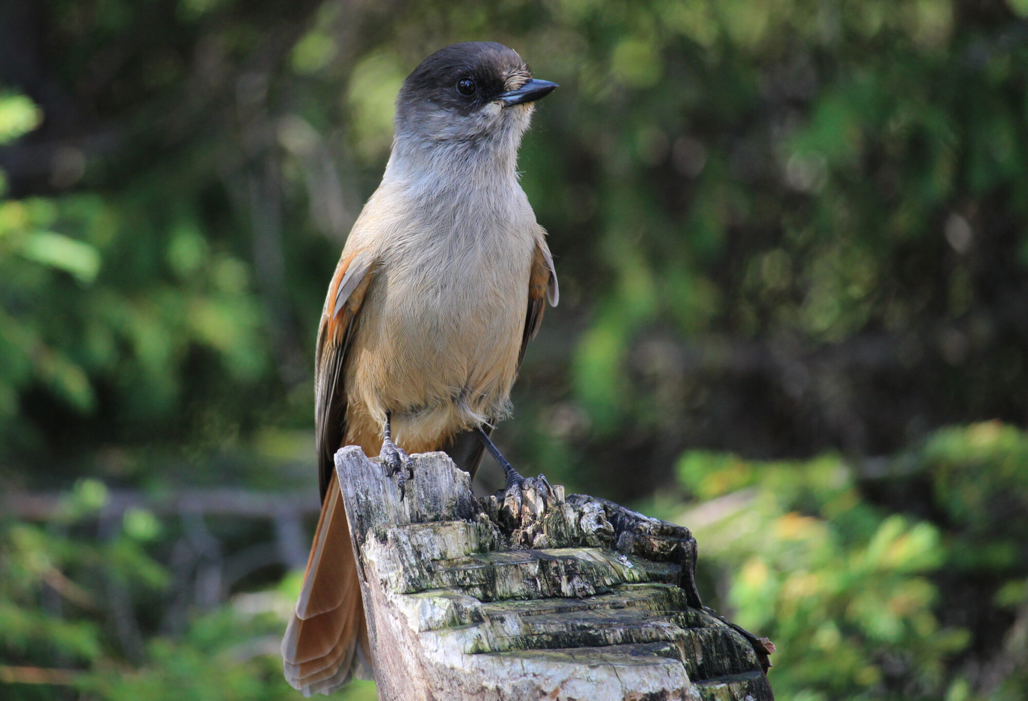Valokuvaaja: Kirsi-Marja Joenpolvi