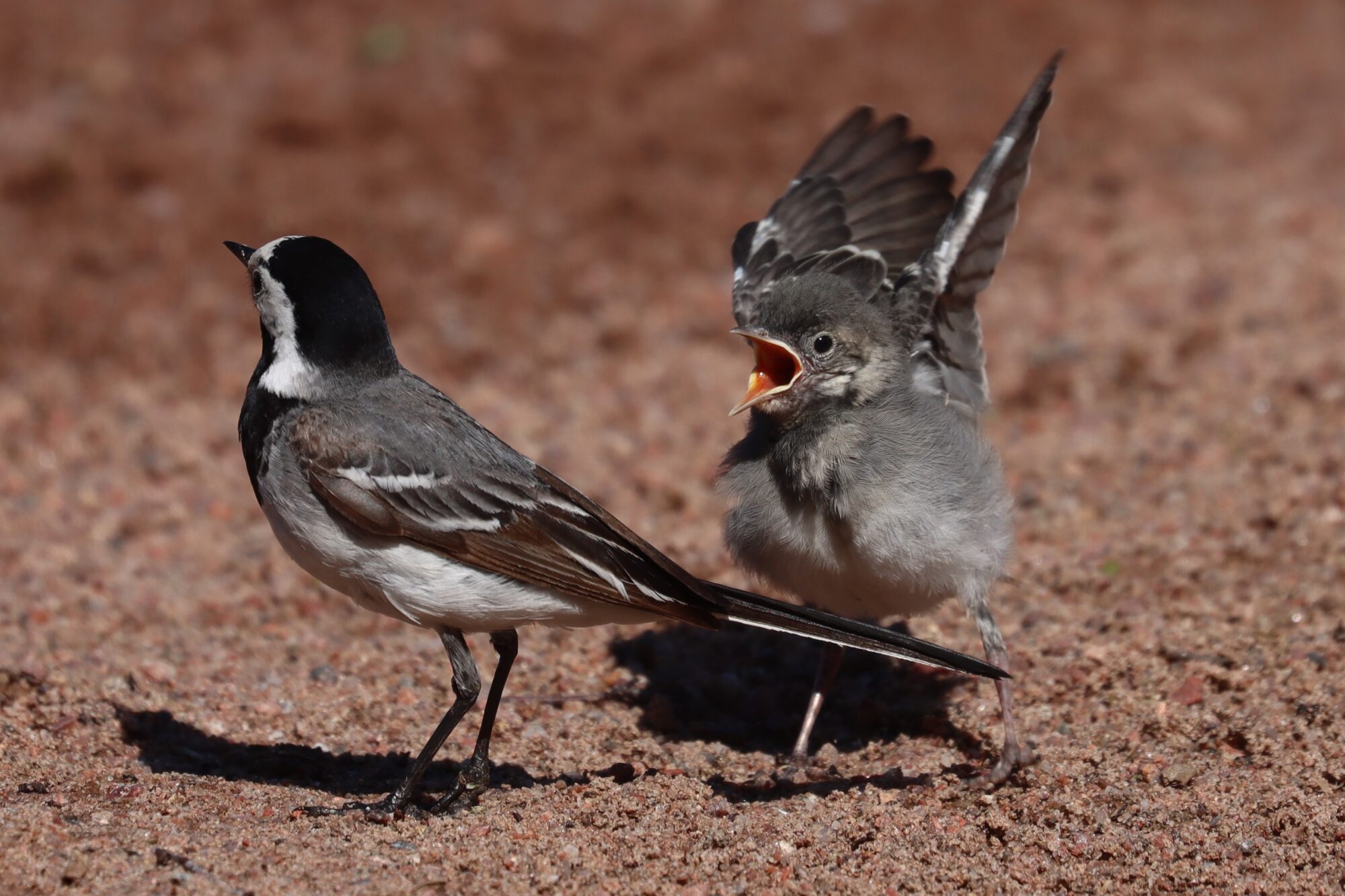 Valokuvaaja: Susanna Hannula