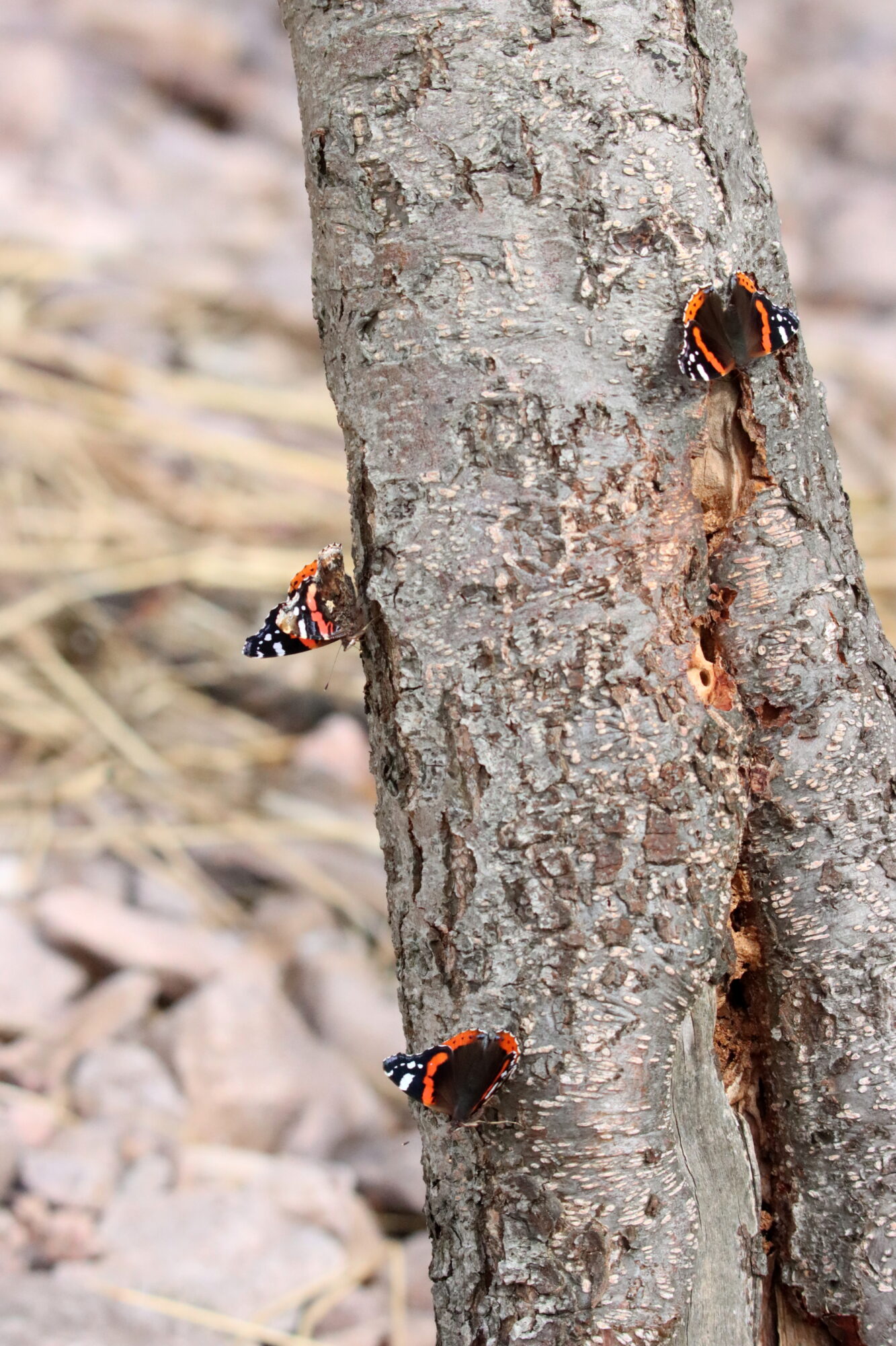 Valokuvaaja: Irja Lehtinen