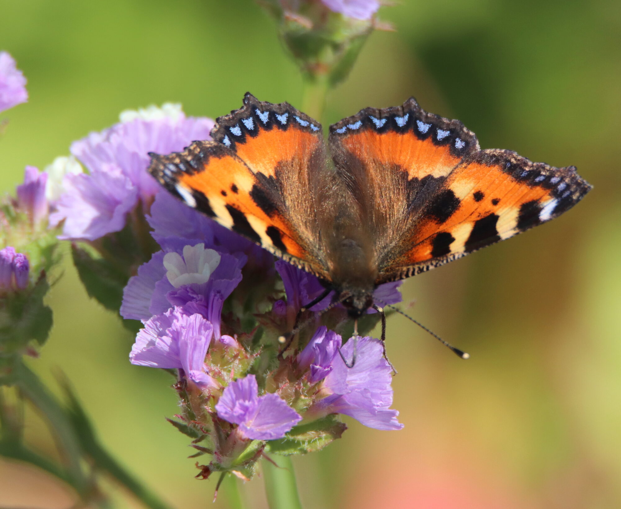 Valokuvaaja: Irja Lehtinen