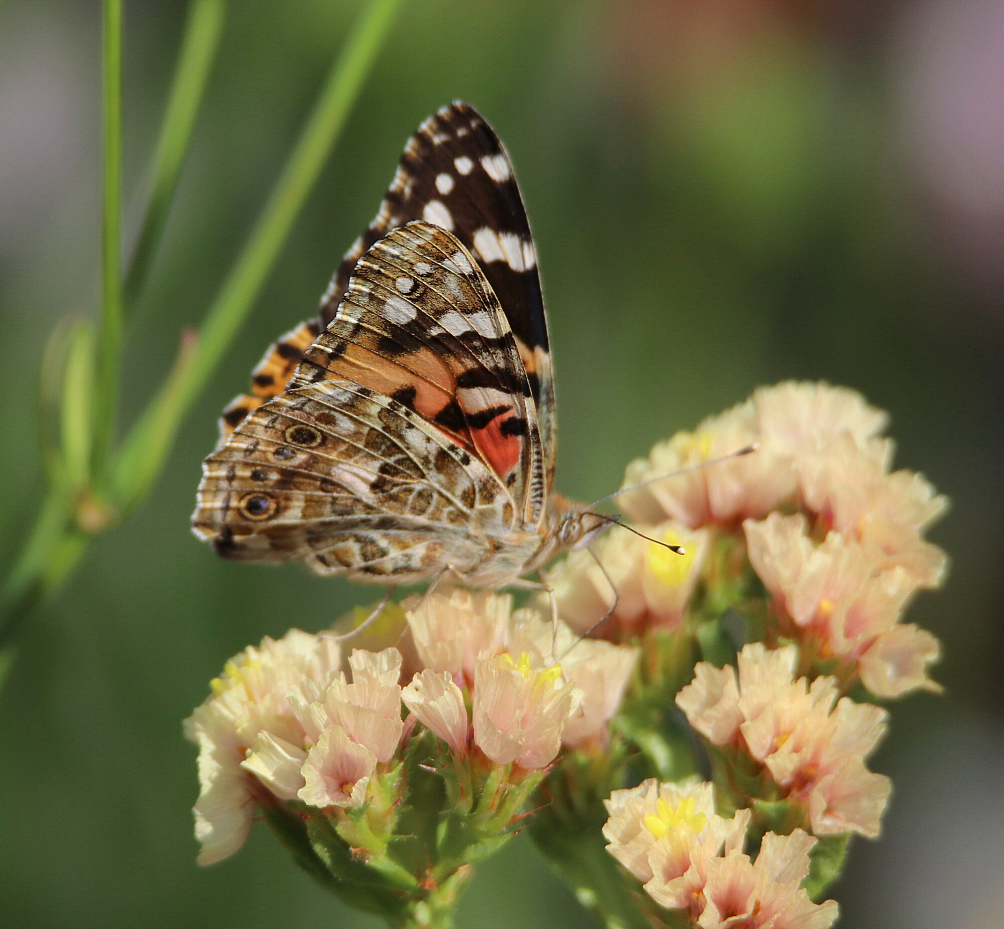 Valokuvaaja: Irja Lehtinen