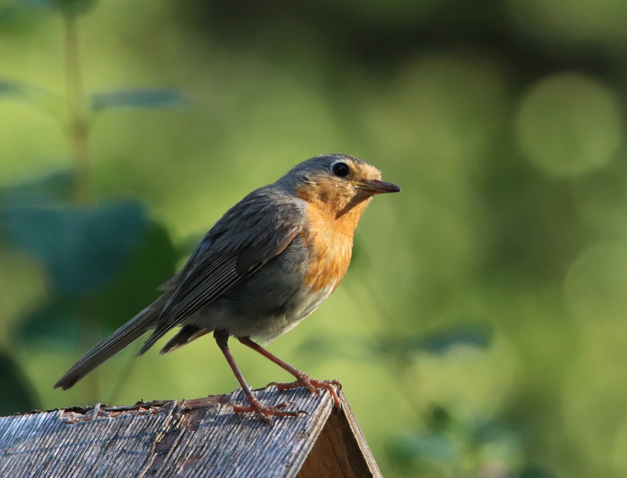 Valokuvaaja: Irja Lehtinen
