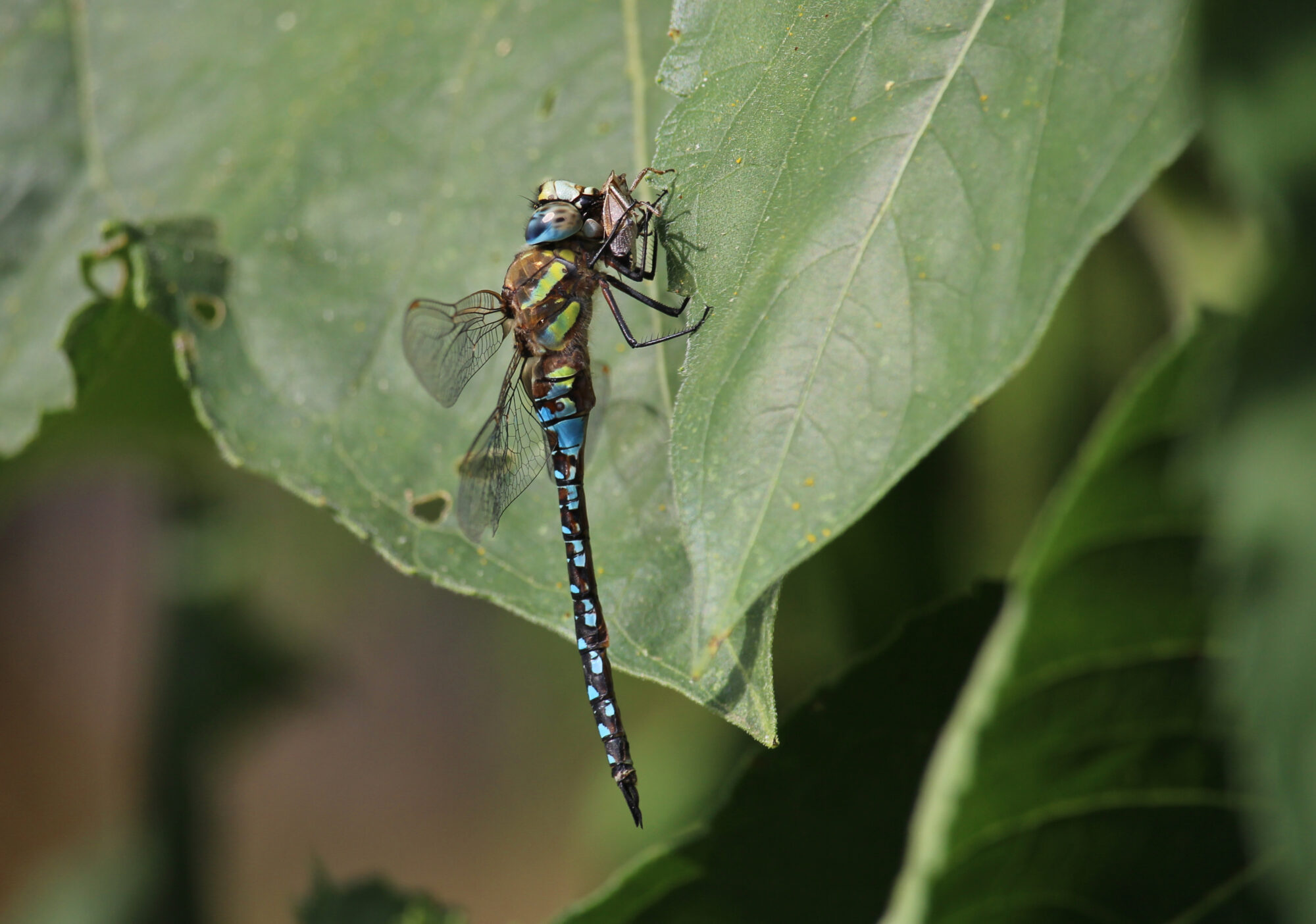 Valokuvaaja: Kirsi-Marja Joenpolvi
