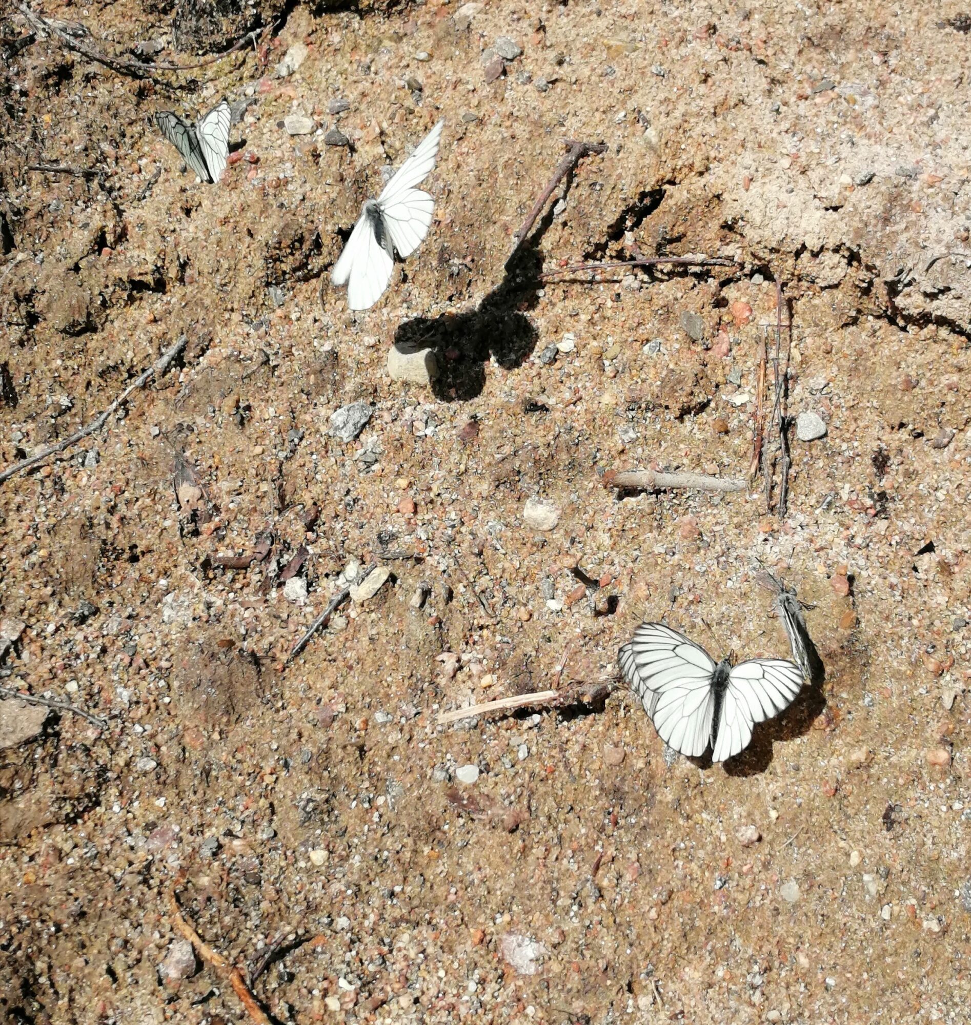 Valokuvaaja: Irma Karjalainen