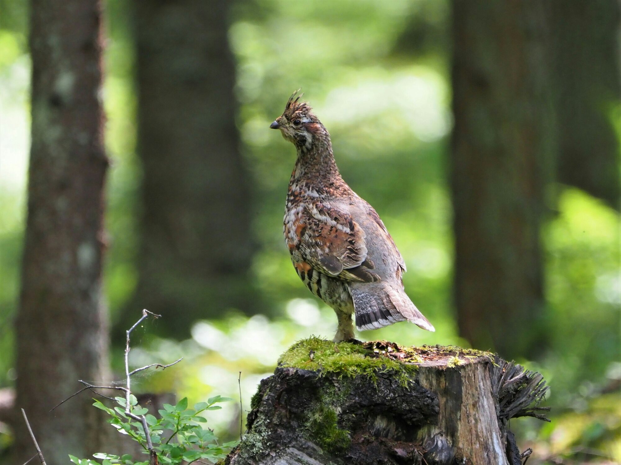 Valokuvaaja: Mikkola Irma