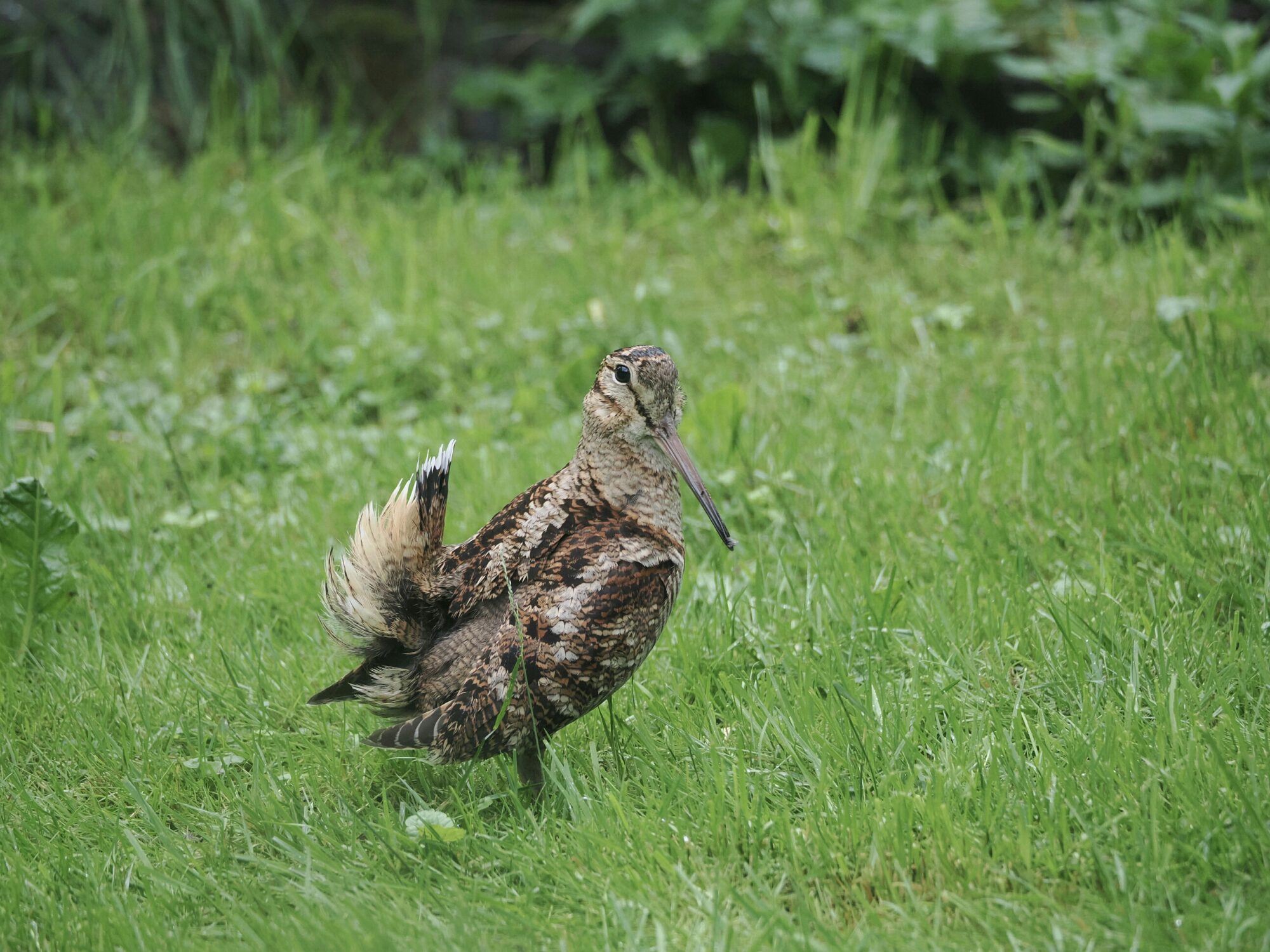 Valokuvaaja: Mikkola Irma