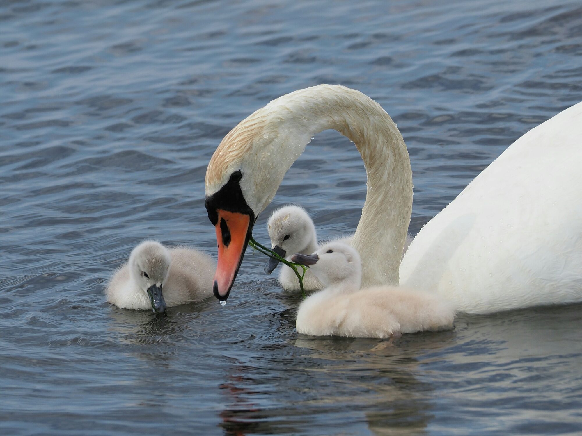 Valokuvaaja: Mikkola Irma