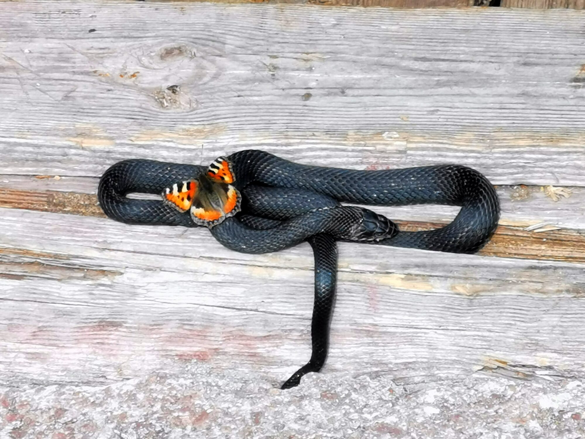 Valokuvaaja: Hanna Wallenius