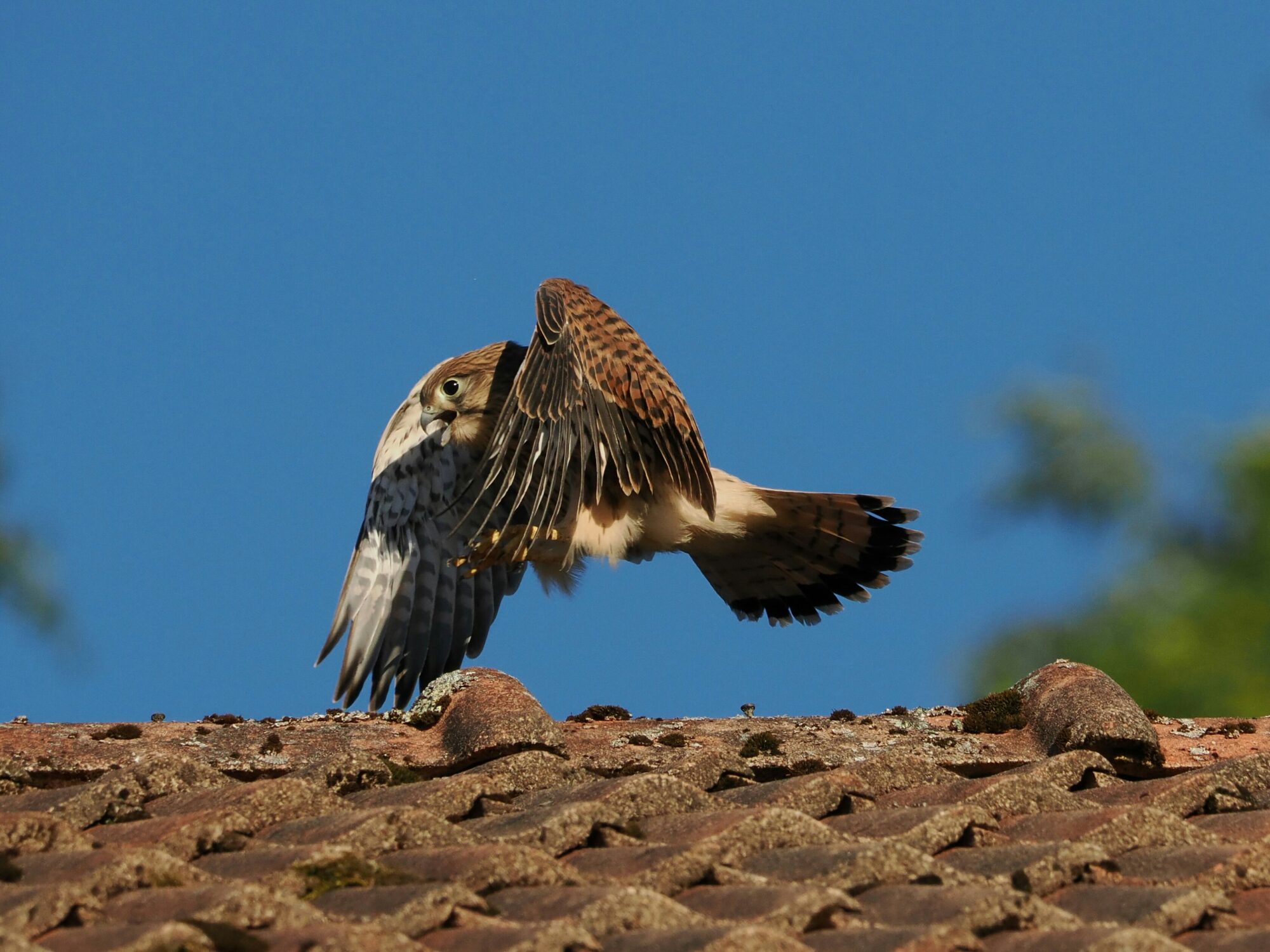Valokuvaaja: Mikkola Irma