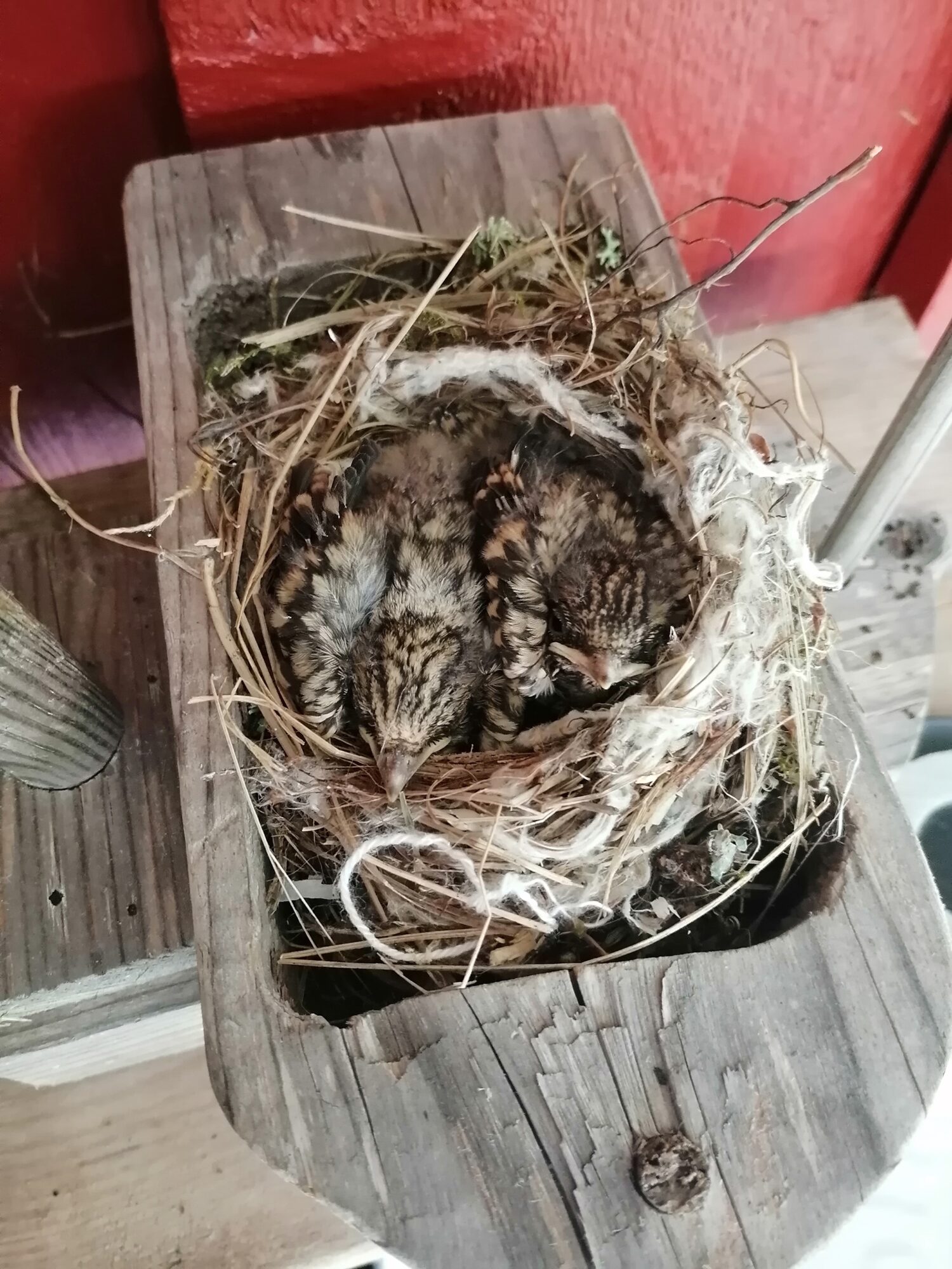 Valokuvaaja: Irma Karjalainen