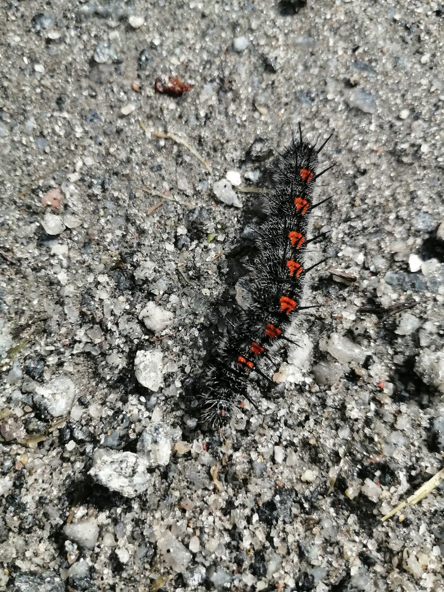 Valokuvaaja: Irma Karjalainen