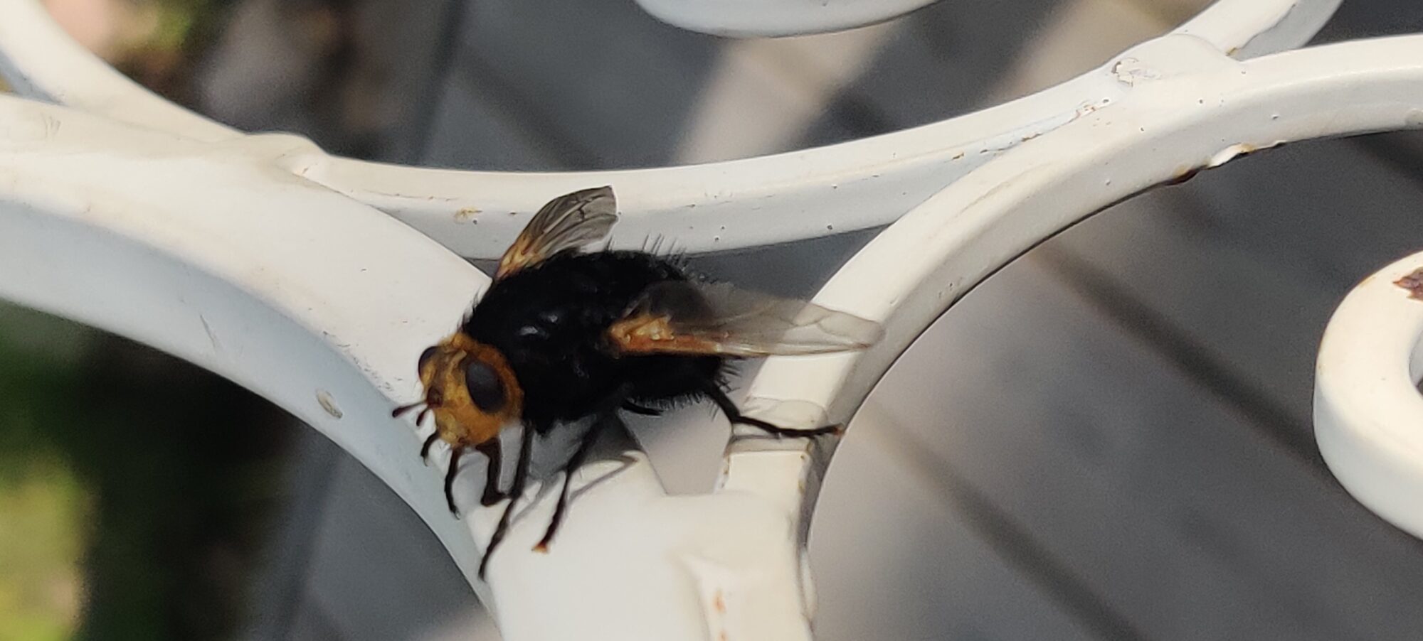 Valokuvaaja: Timo Haverinen