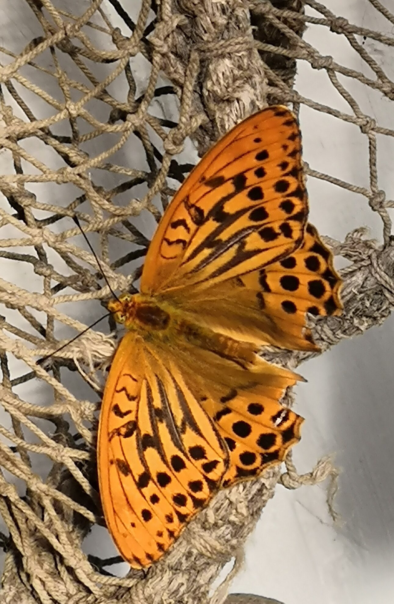 Valokuvaaja: Heidi Ojala