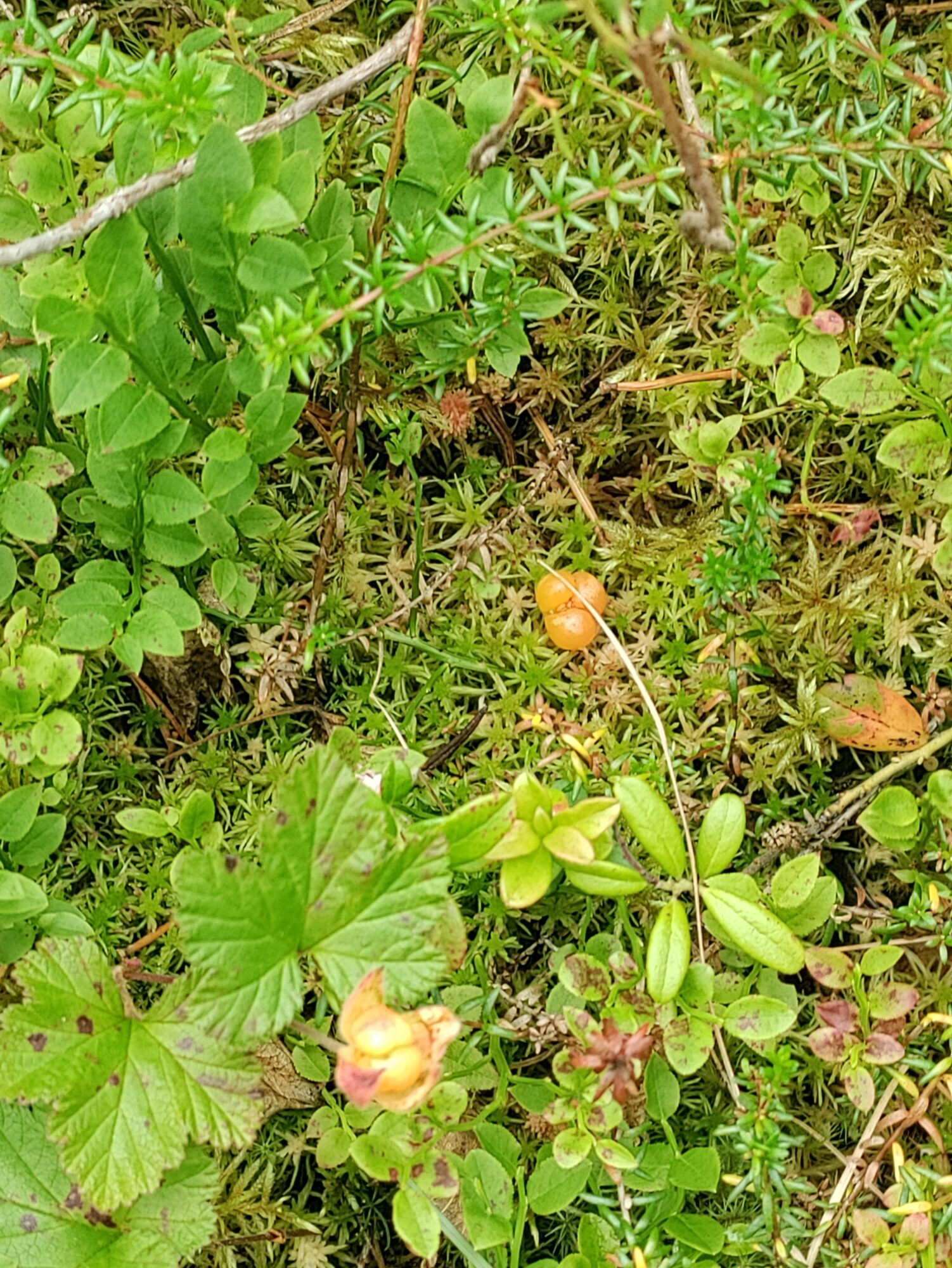 Valokuvaaja: Tuomo Pöyskö