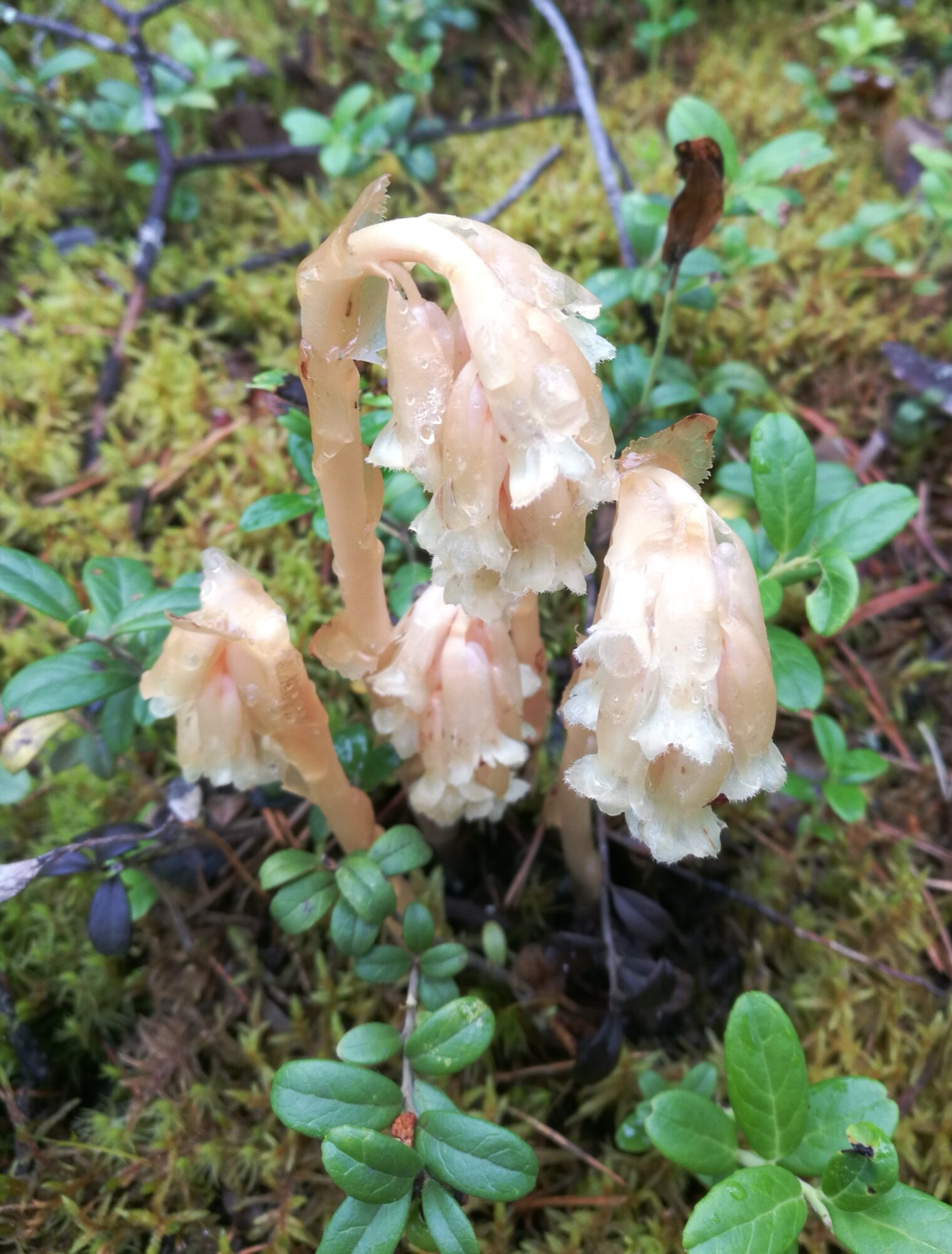 Valokuvaaja: Sirkka Ruotoistenmäki