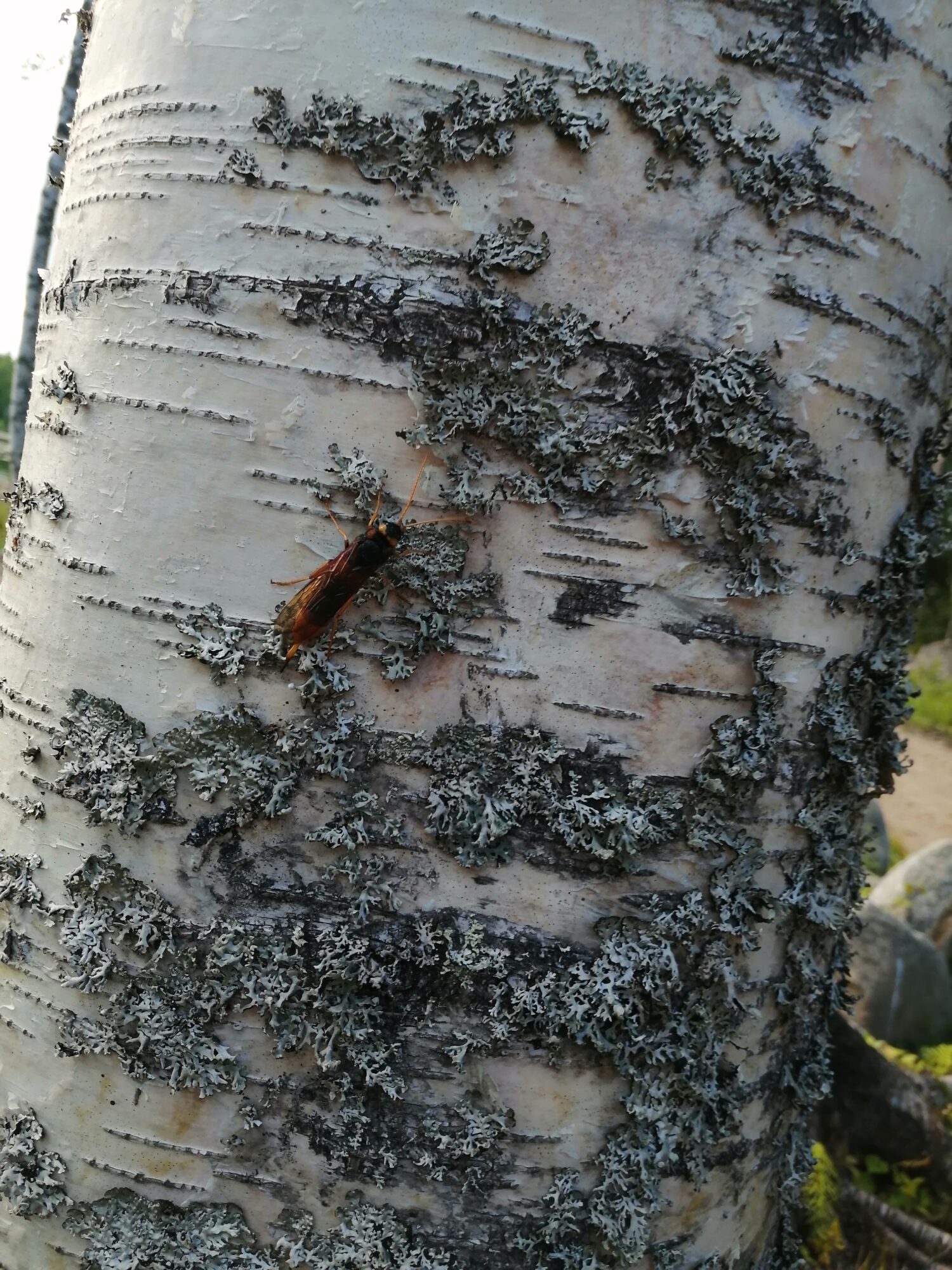 Valokuvaaja: Irma Karjalainen