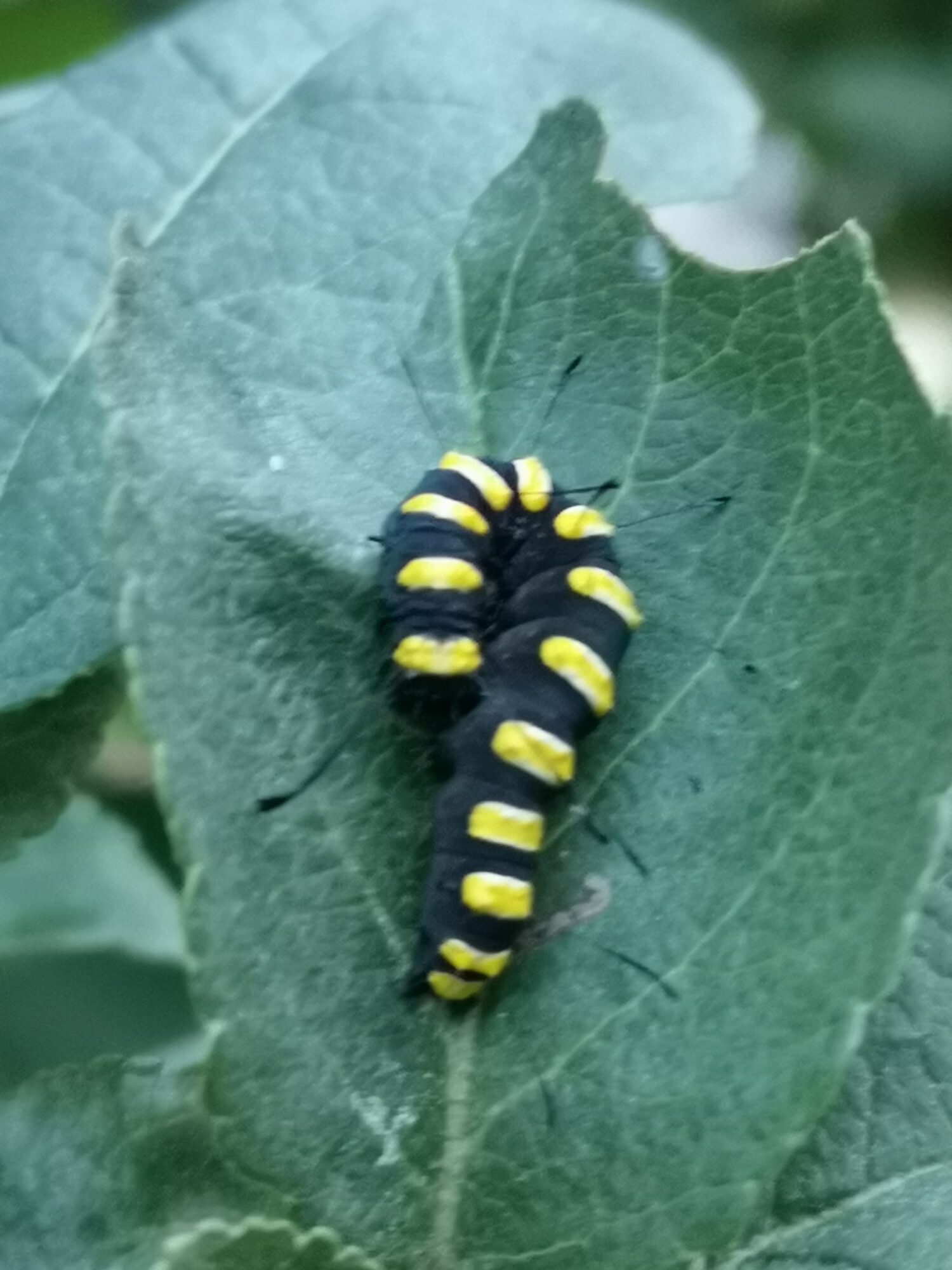 Valokuvaaja: Soile Urpi Valokuvaaja: Soile Urpi