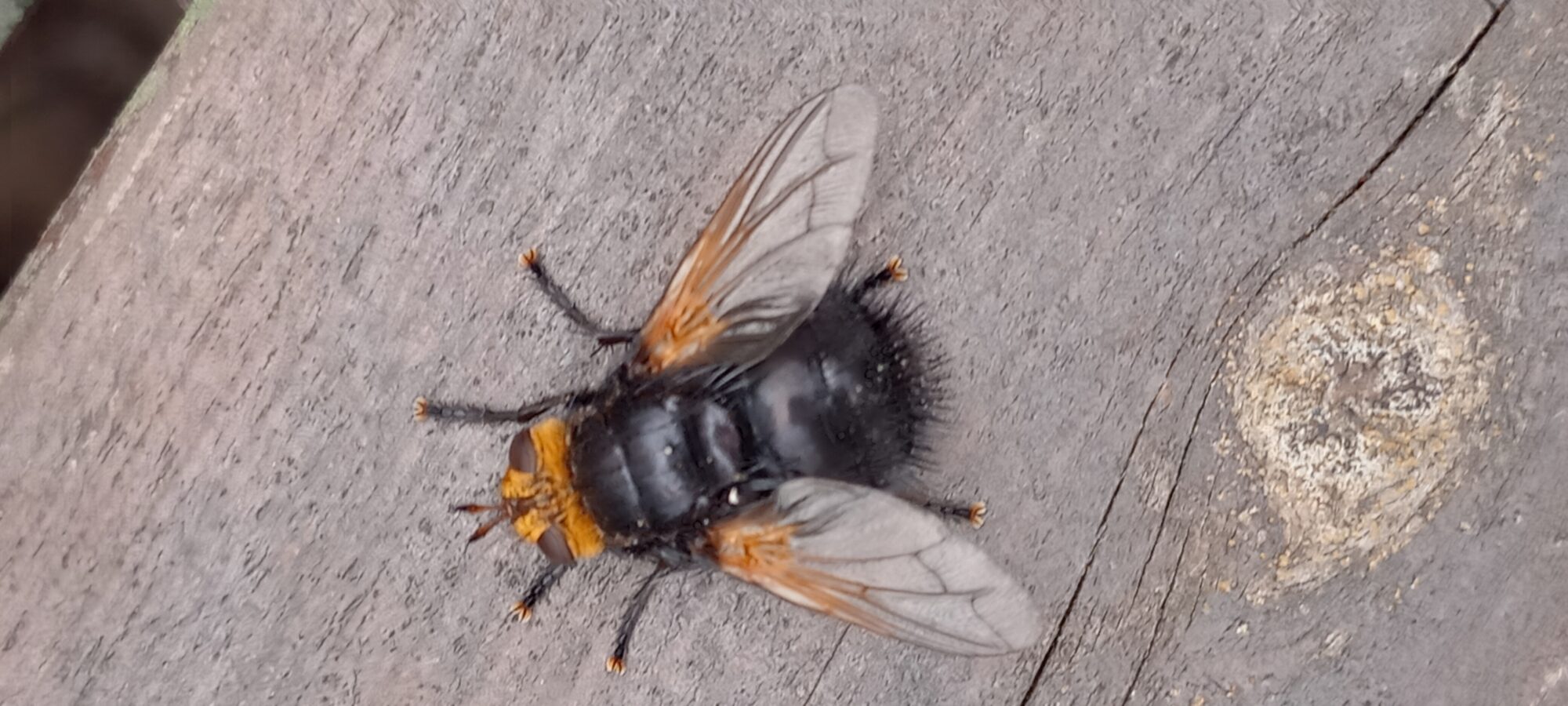 Valokuvaaja: Ritva Nurro-Heikkinen