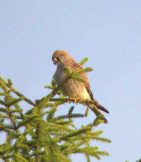 Valokuvaaja: Tapio Keinonen