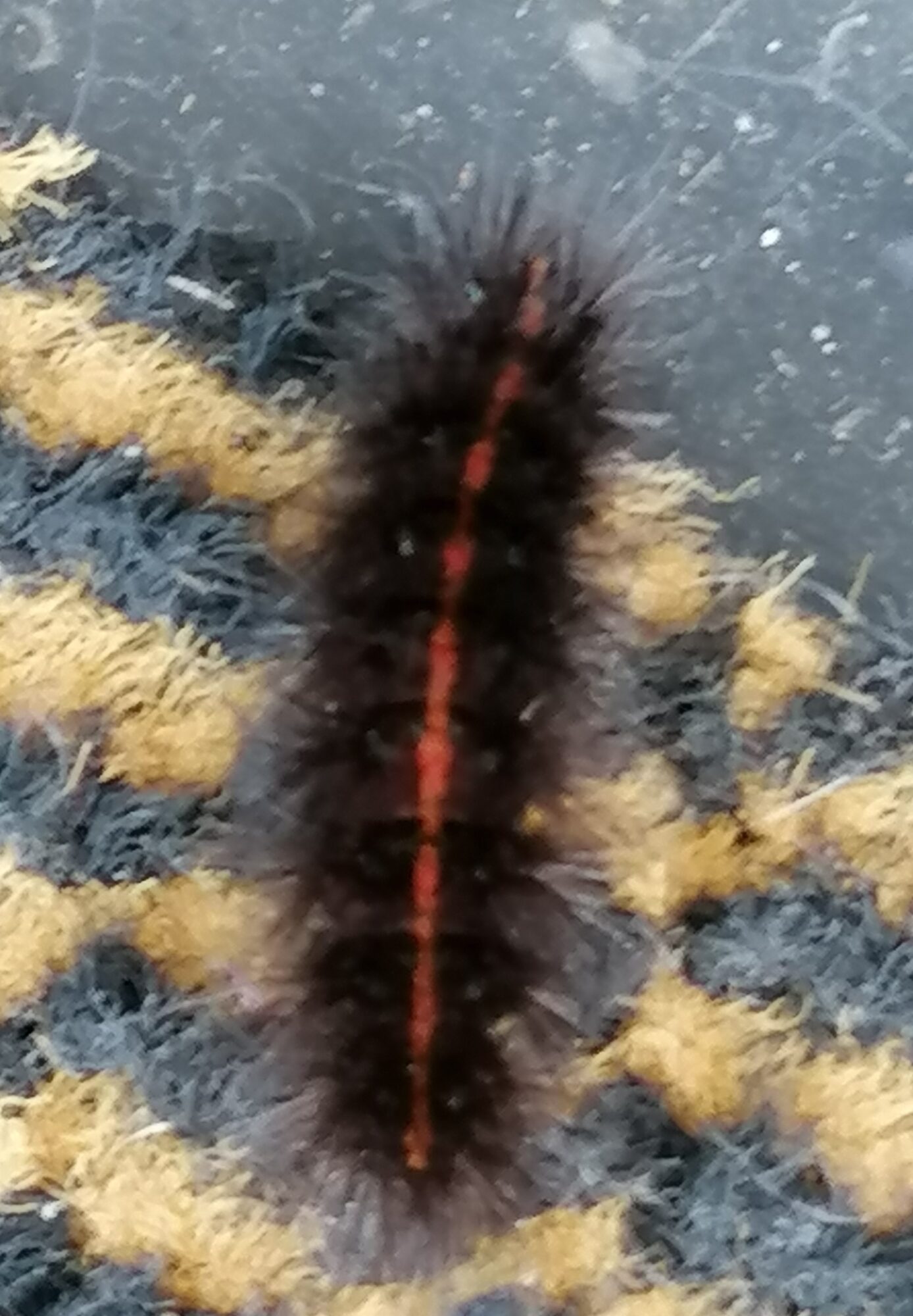 Valokuvaaja: Paula Moilanen