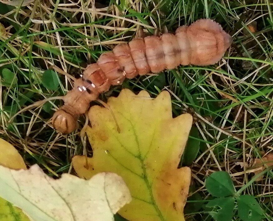 Valokuvaaja: Ossi Roininen