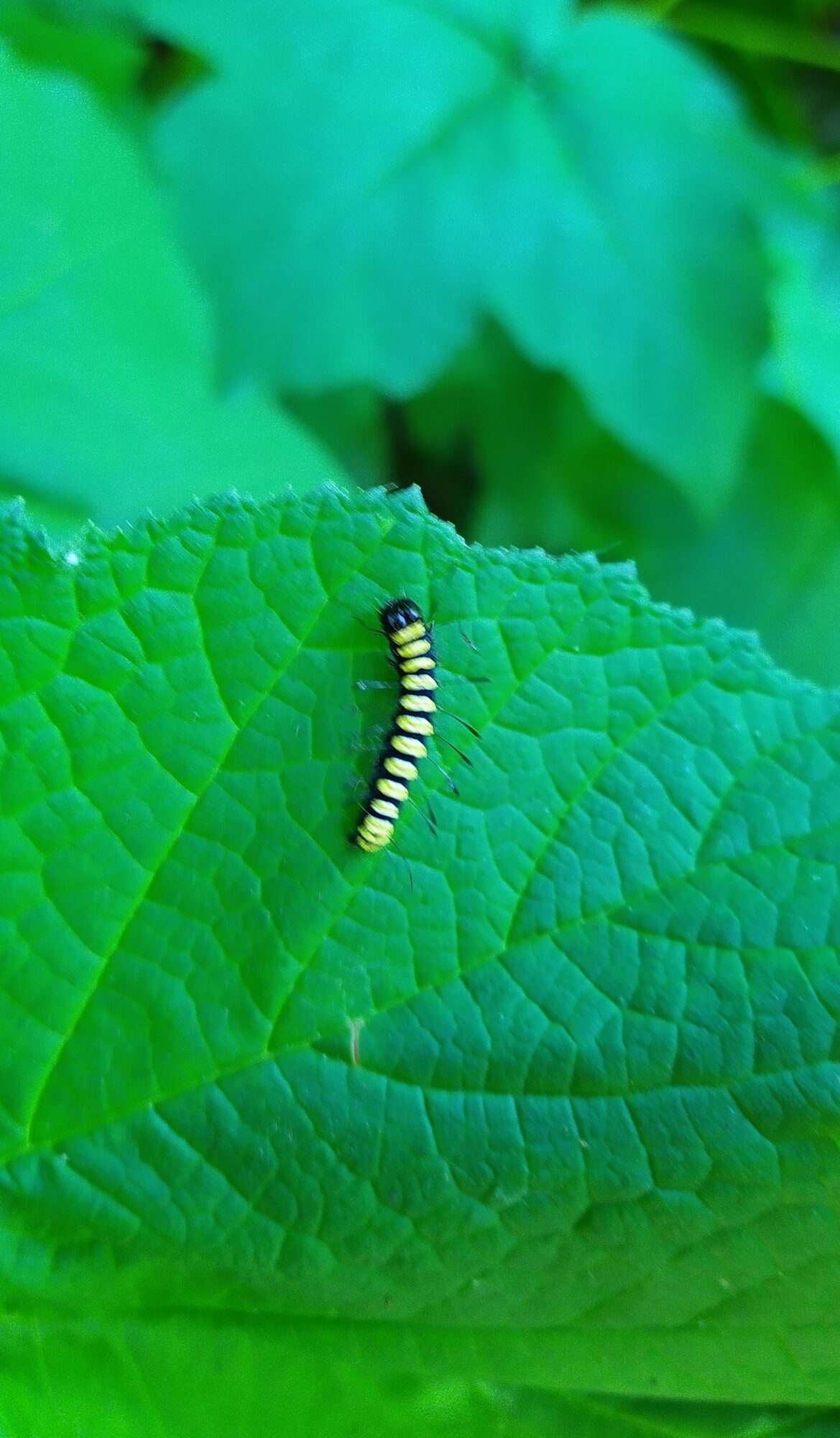 Valokuvaaja: Mustonen Eila