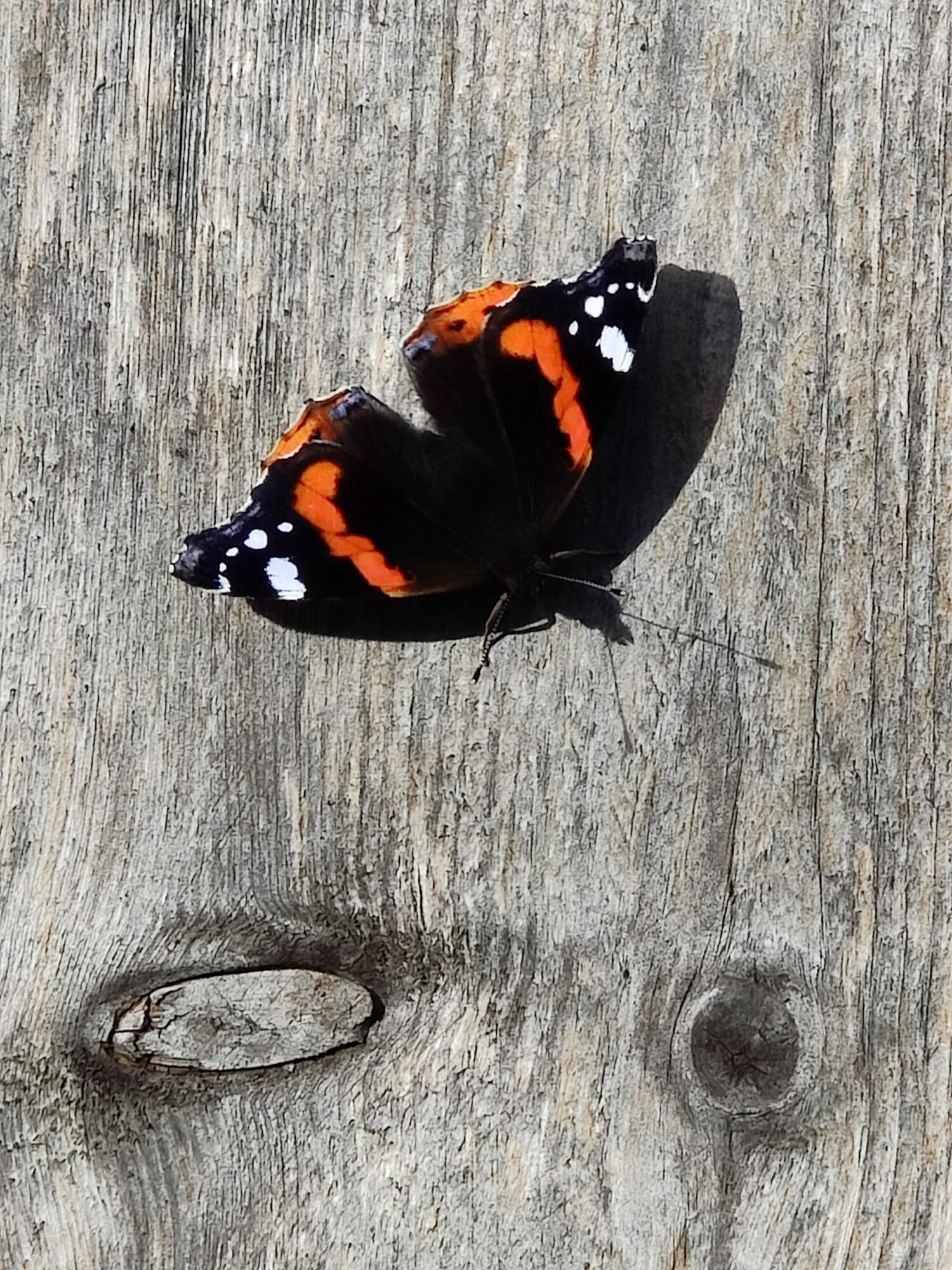 Valokuvaaja: Rune Hassel