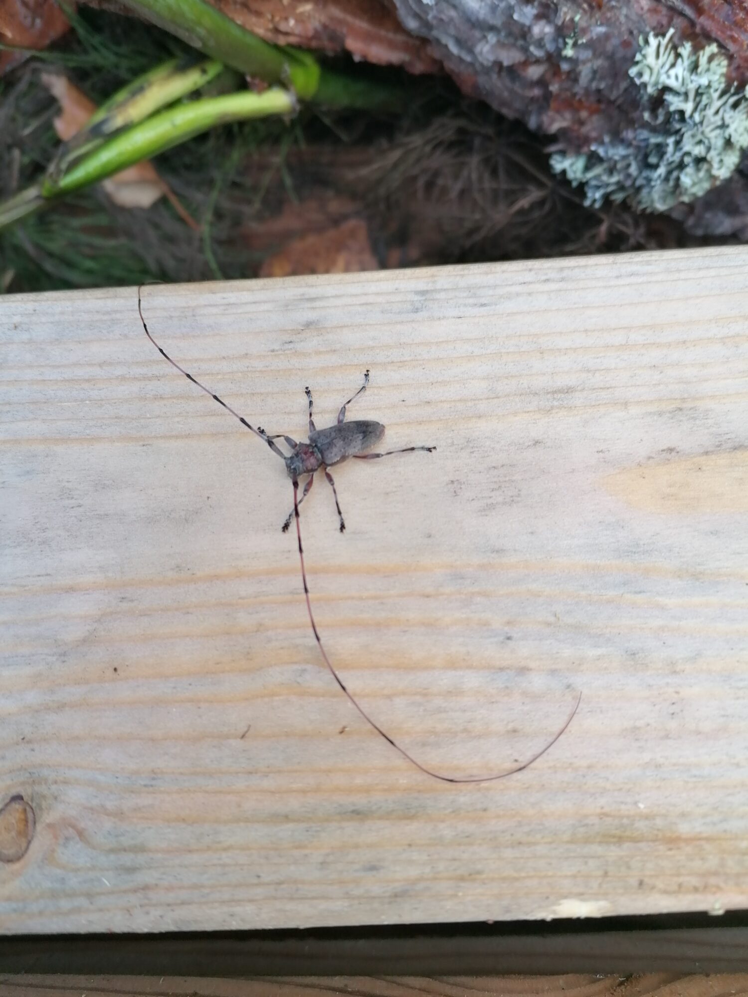 Valokuvaaja: kalle Lamminen