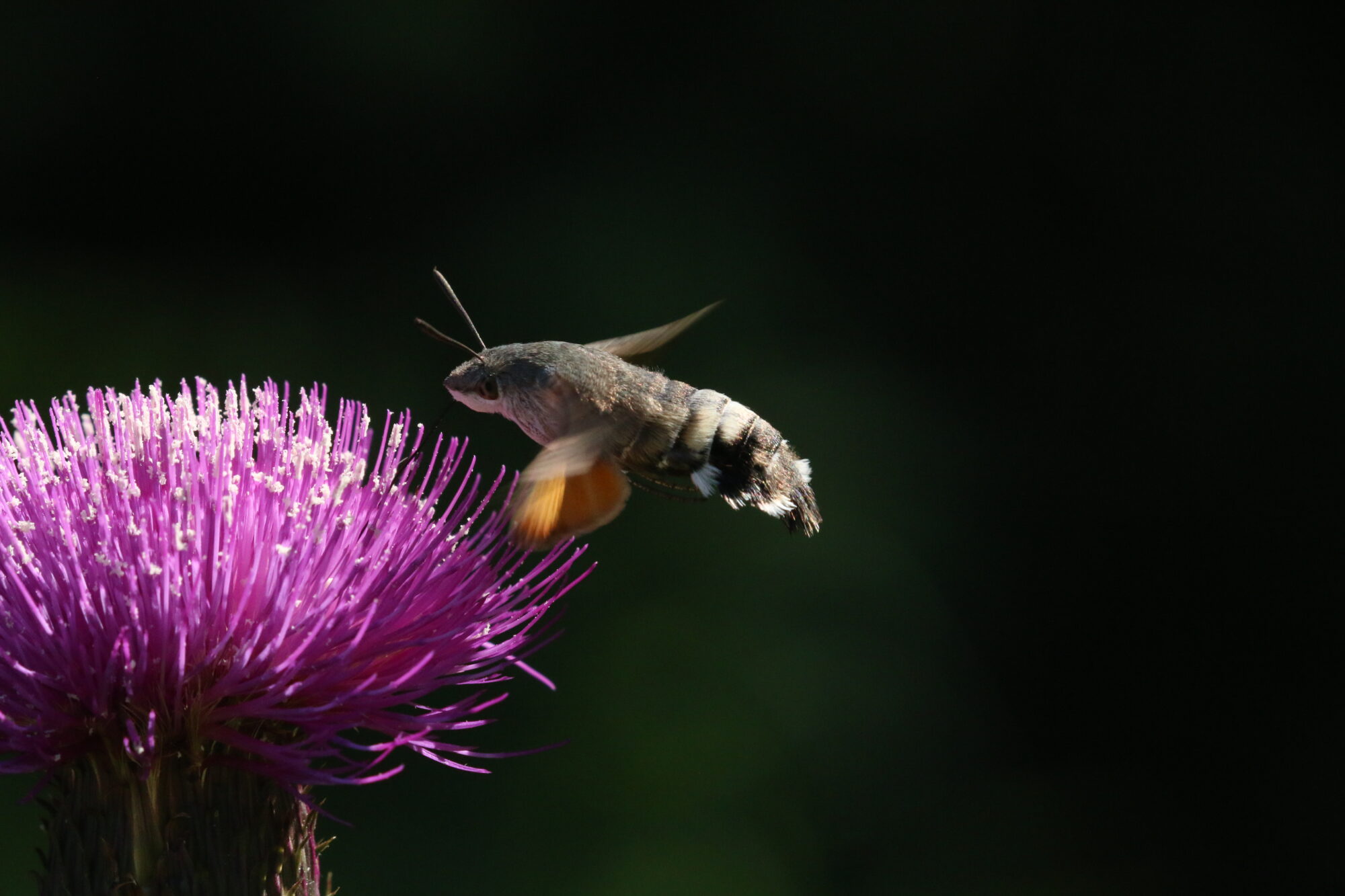 Valokuvaaja: Antero Tykkyläinen