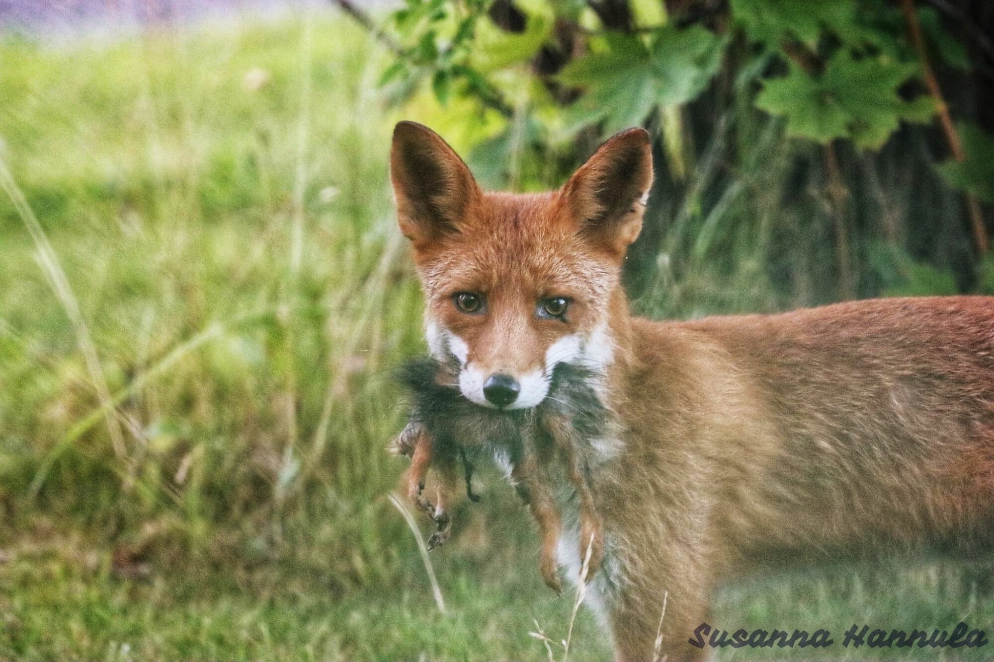 Valokuvaaja: Susanna Hannula