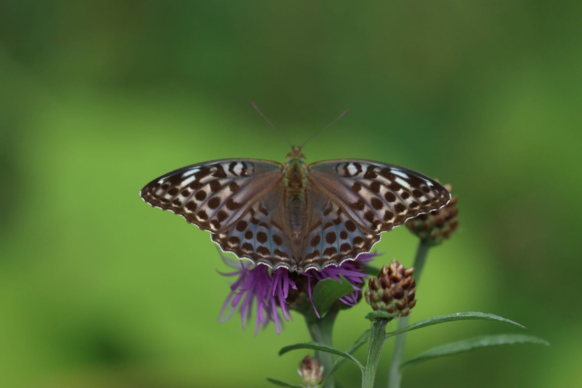 Valokuvaaja: Susanna Hannula Valokuvaaja: Susanna Hannula