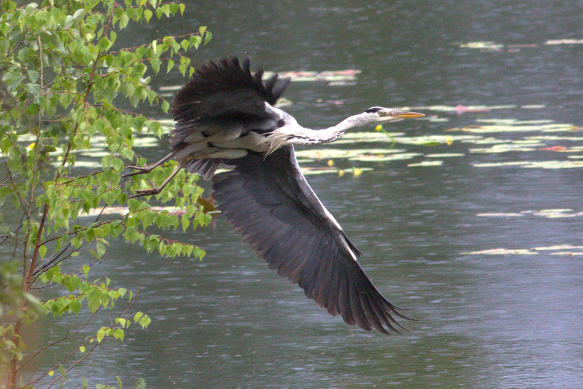 Valokuvaaja: Tapio Keinonen