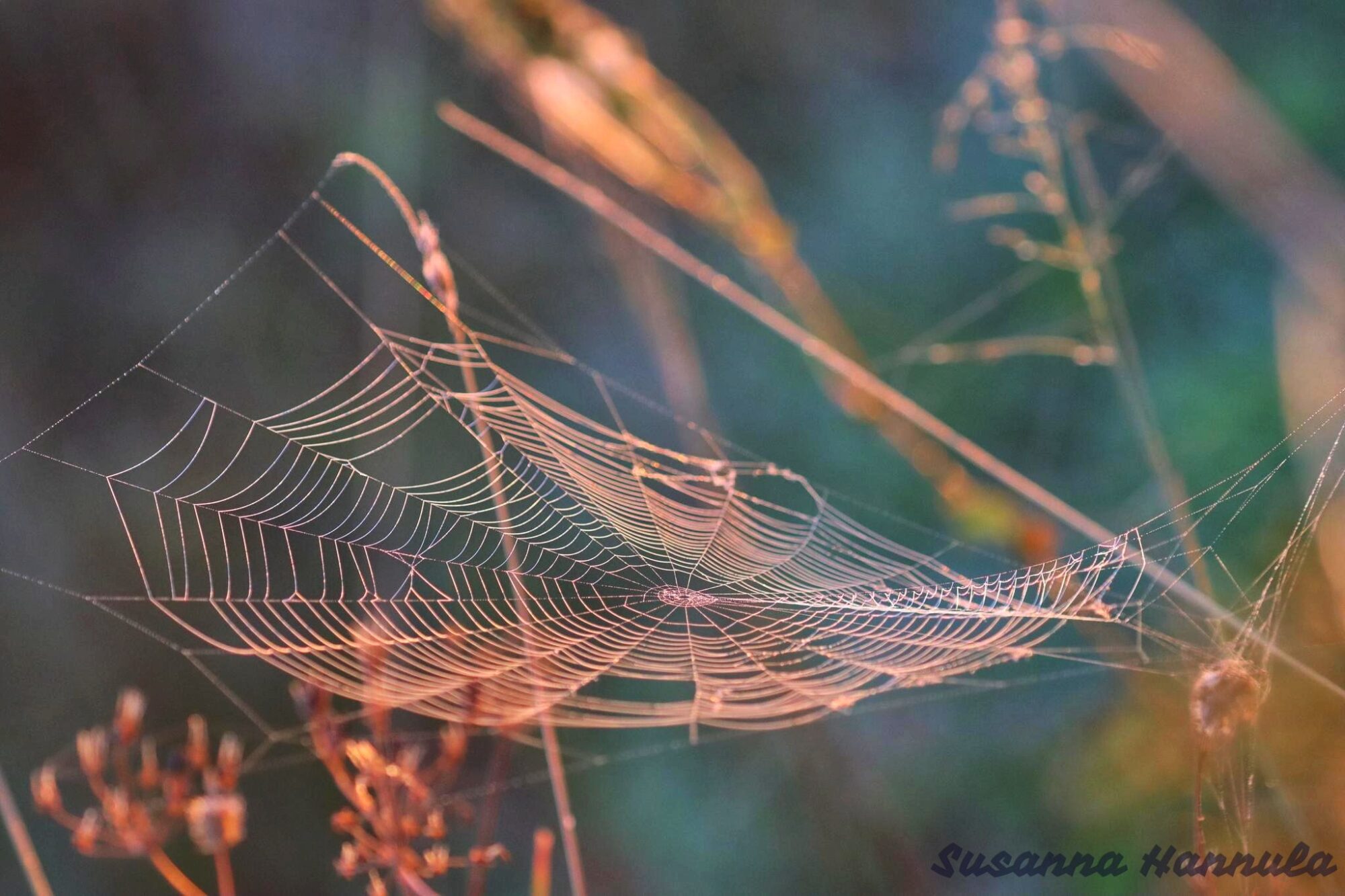 Valokuvaaja: Susanna Hannula Valokuvaaja: Susanna Hannula