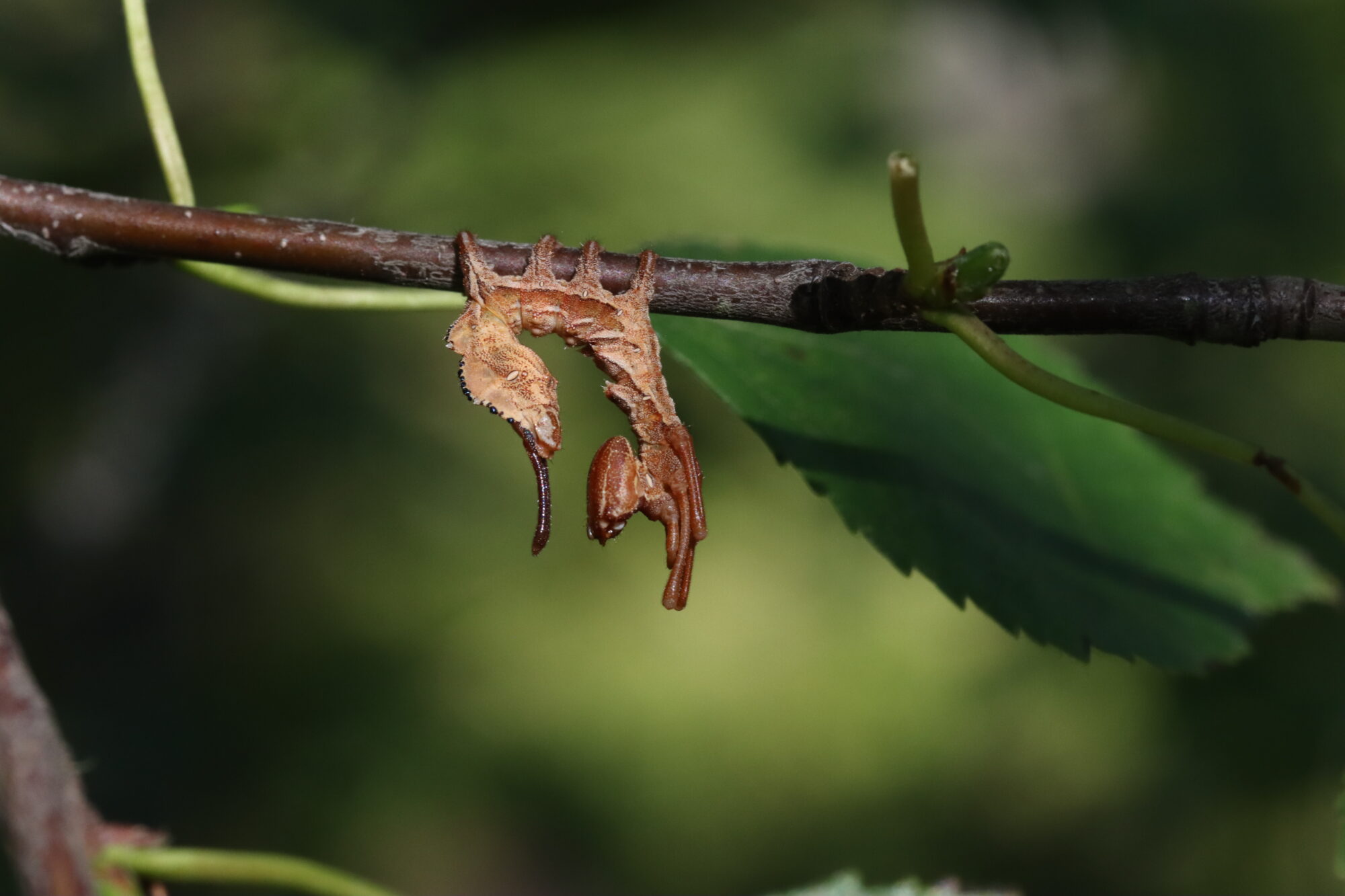 Valokuvaaja: Hannu Rasiranta