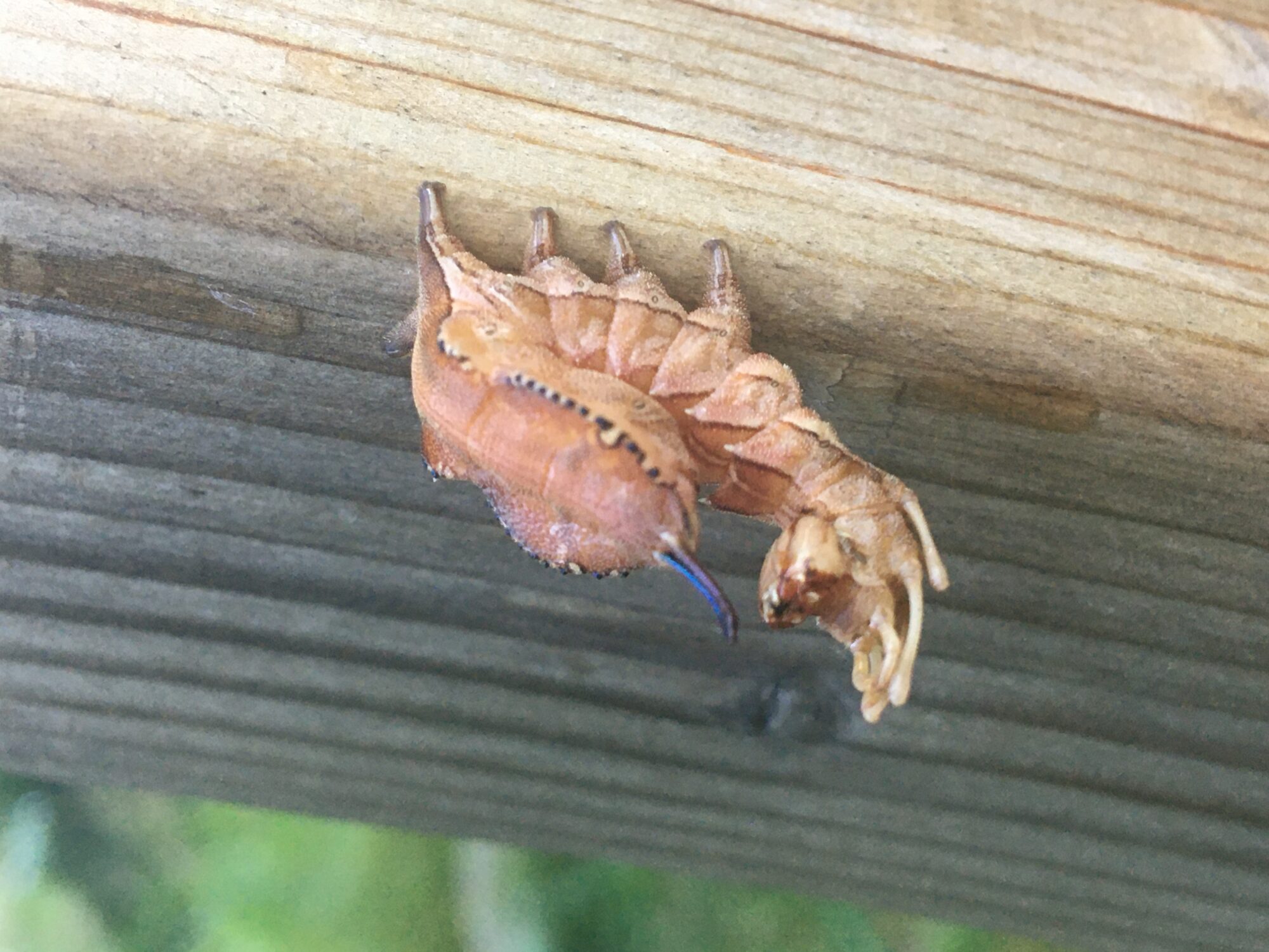 Valokuvaaja: Miiu Kolehmainen