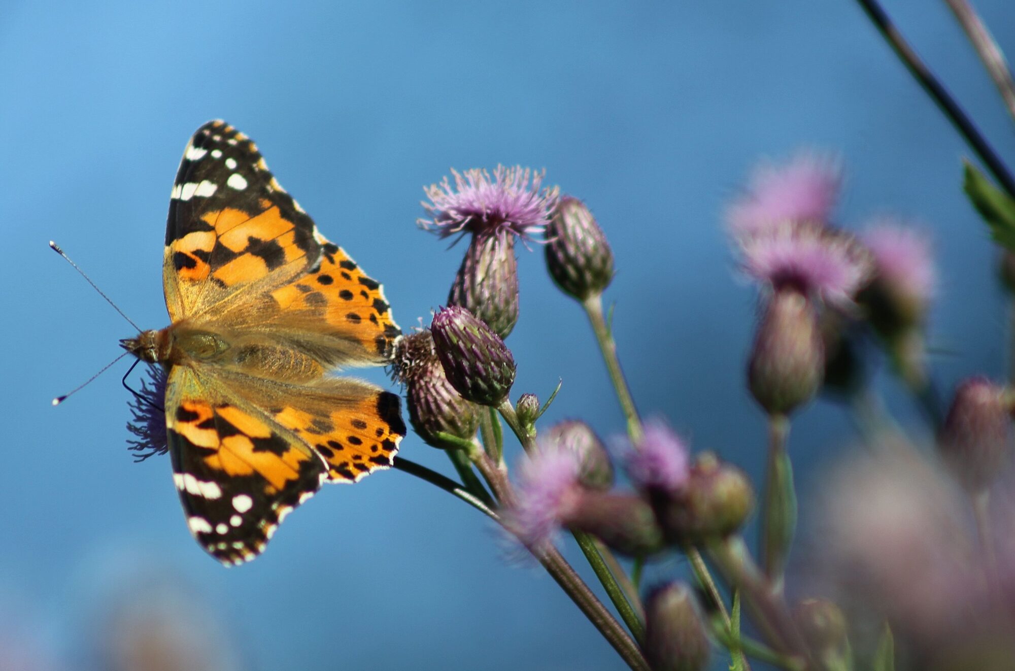 Valokuvaaja: Pirkko Siukonen