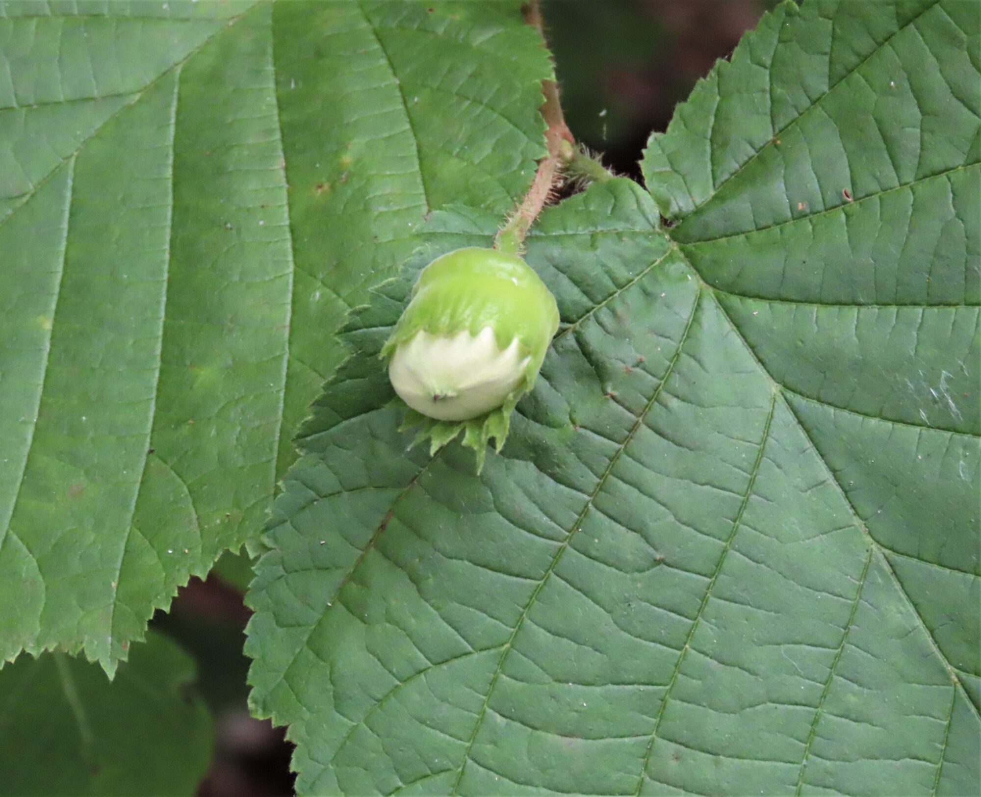 Valokuvaaja: Birgit Silvennoinen