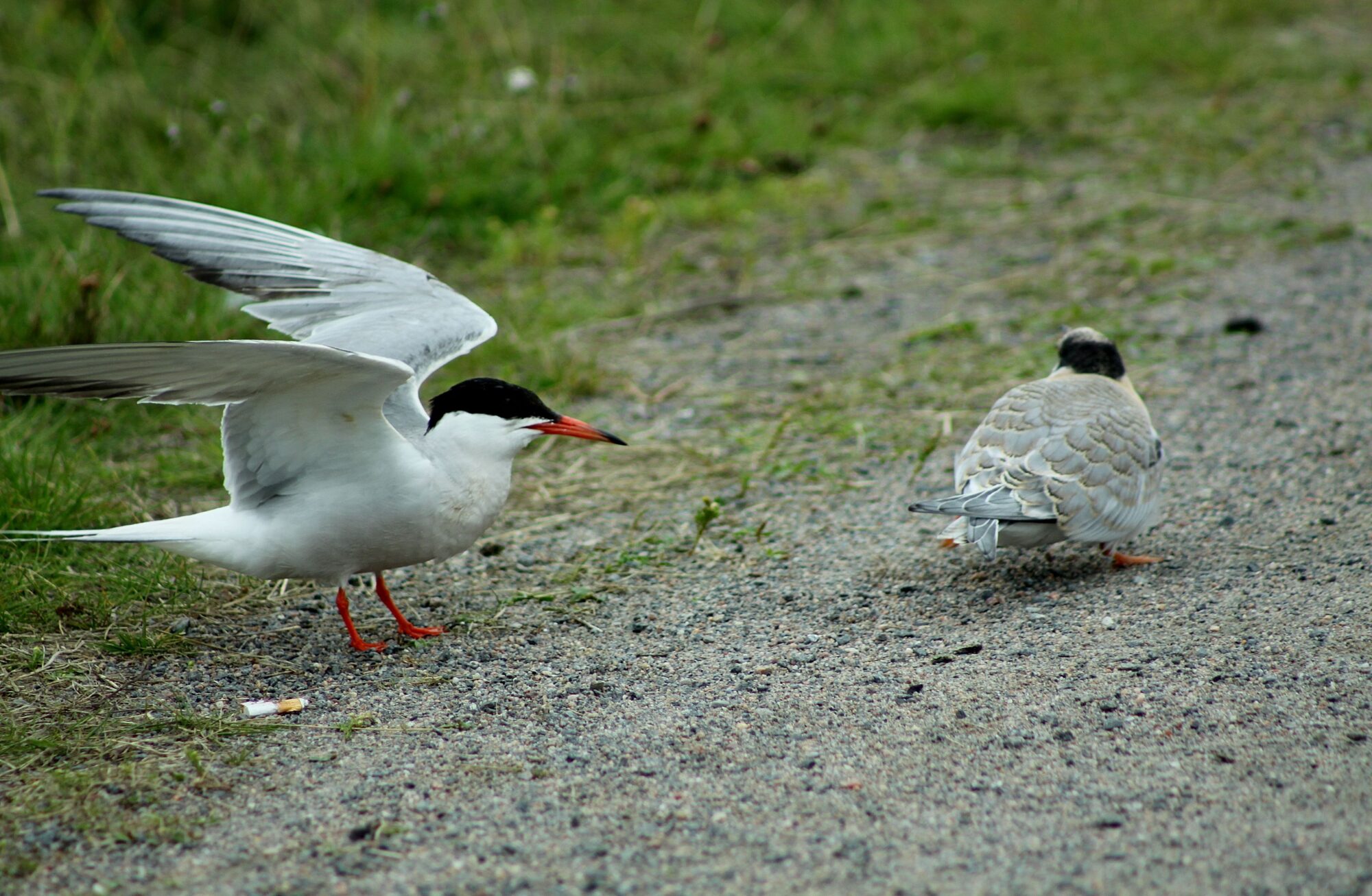 Valokuvaaja: Pirkko Siukonen