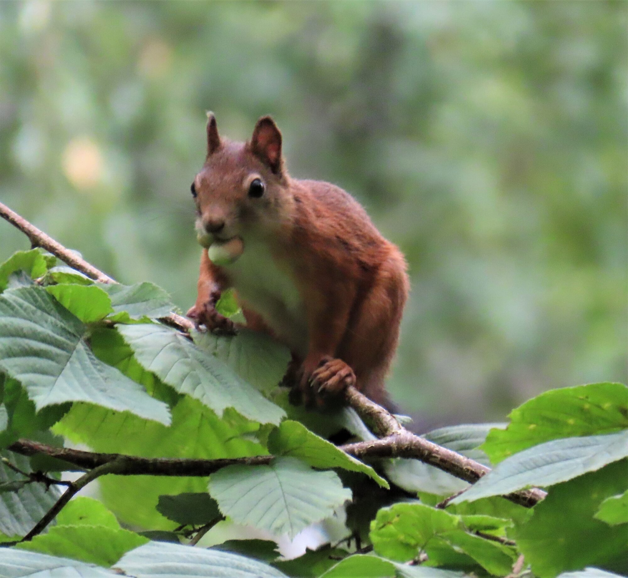 Valokuvaaja: Birgit Silvennoinen