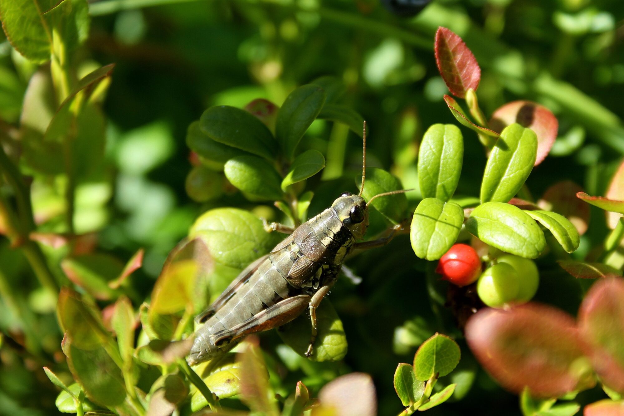 Valokuvaaja: Pirkko Siukonen