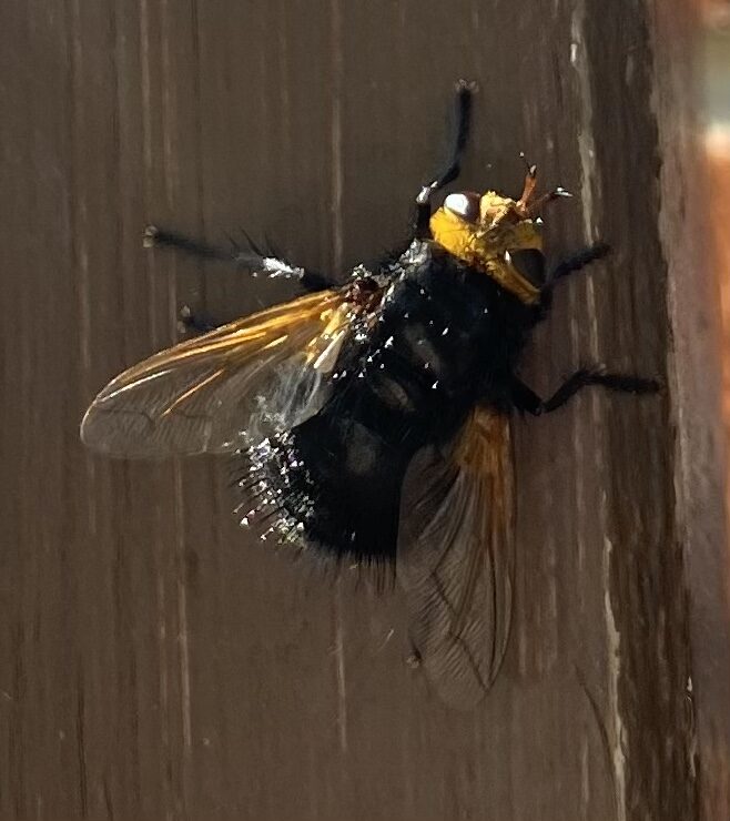 Valokuvaaja: Lasse Smirnov