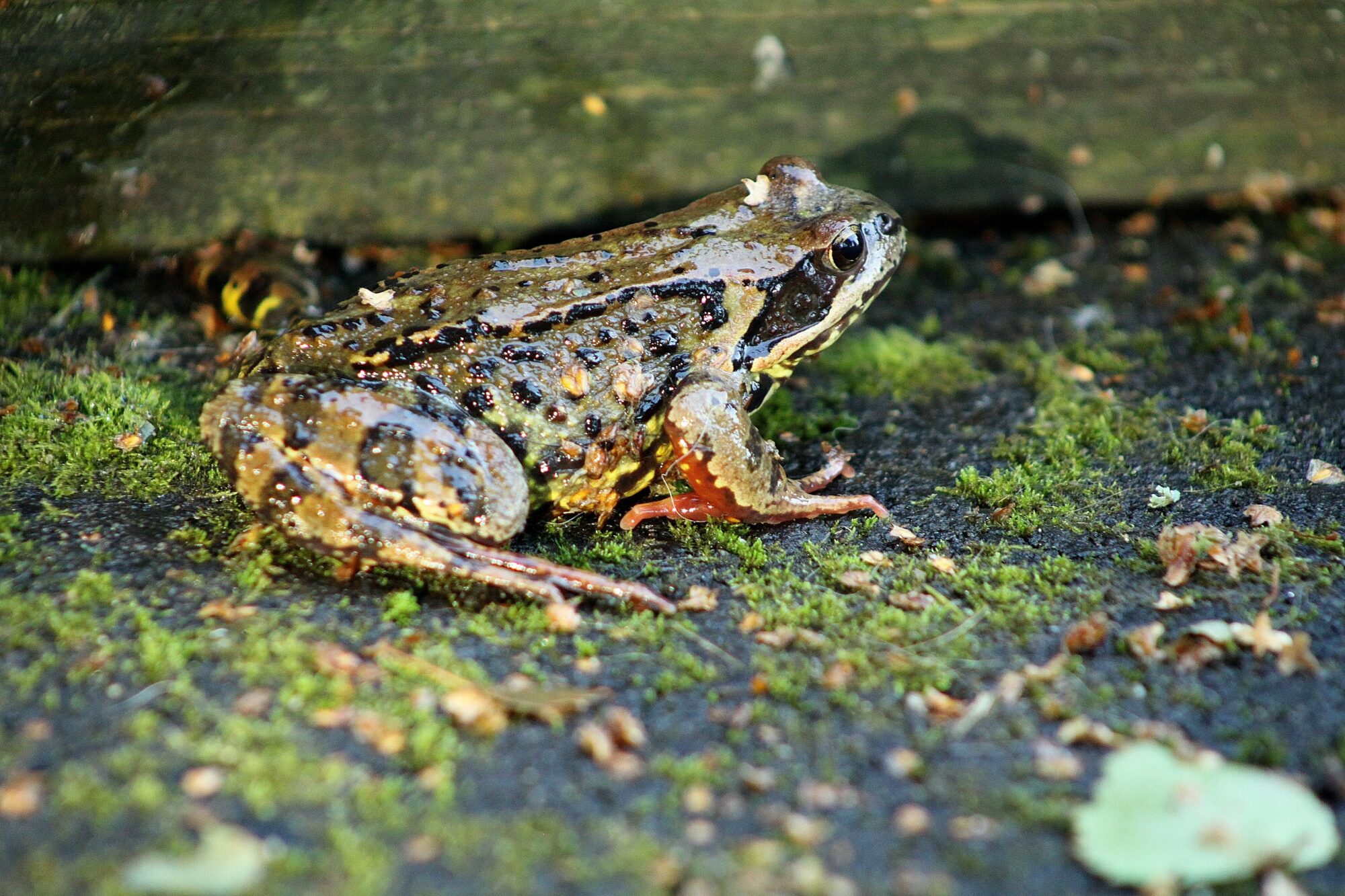 Valokuvaaja: Pirkko Siukonen